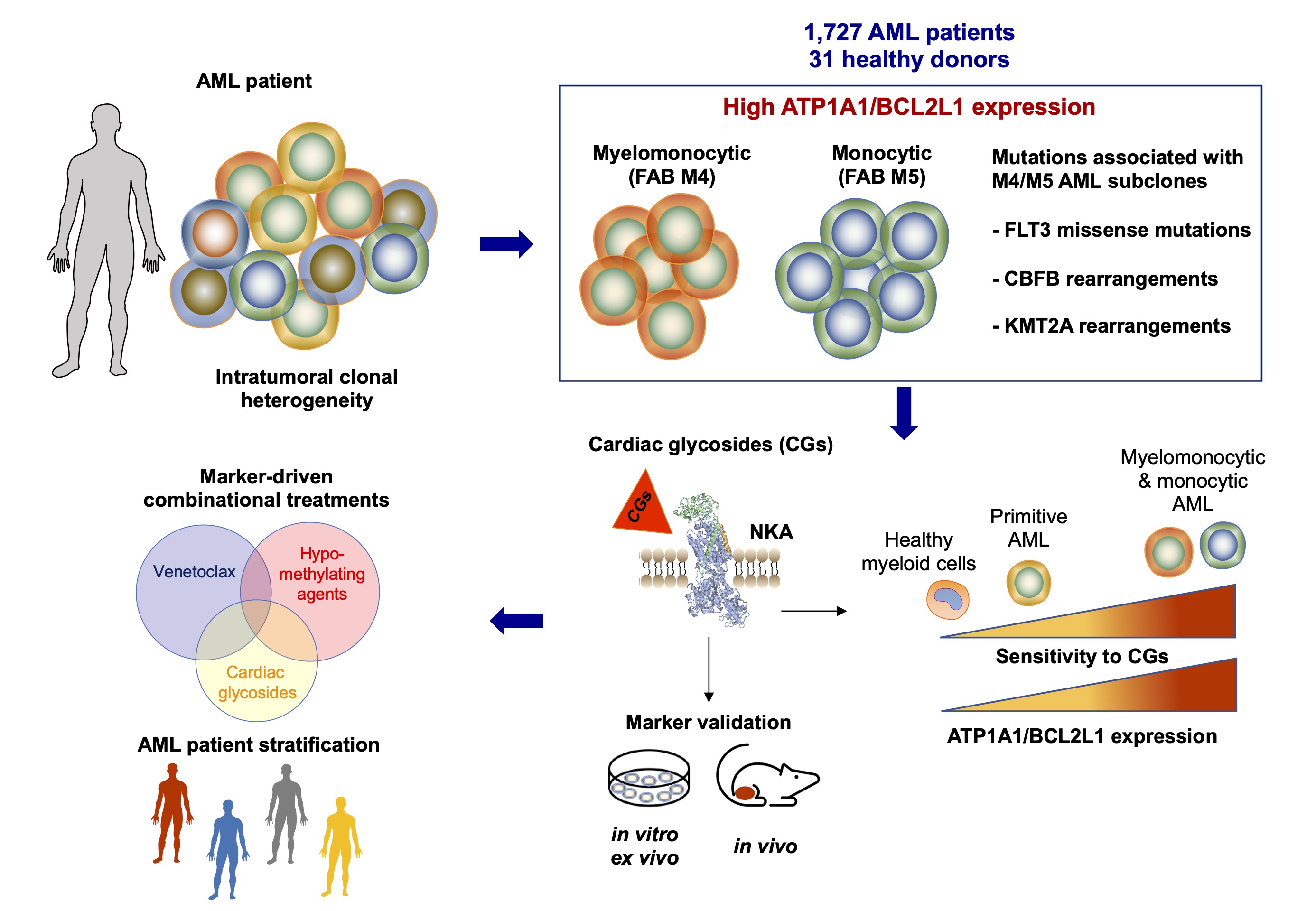 Emerging maturation stage-associated markers predict AML subtype vulnerability to cardiac glycosides: a step towards their repurposing?