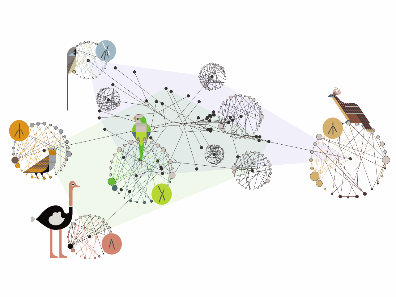 The evolutionary journey of the avian foot through anatomical network analysis