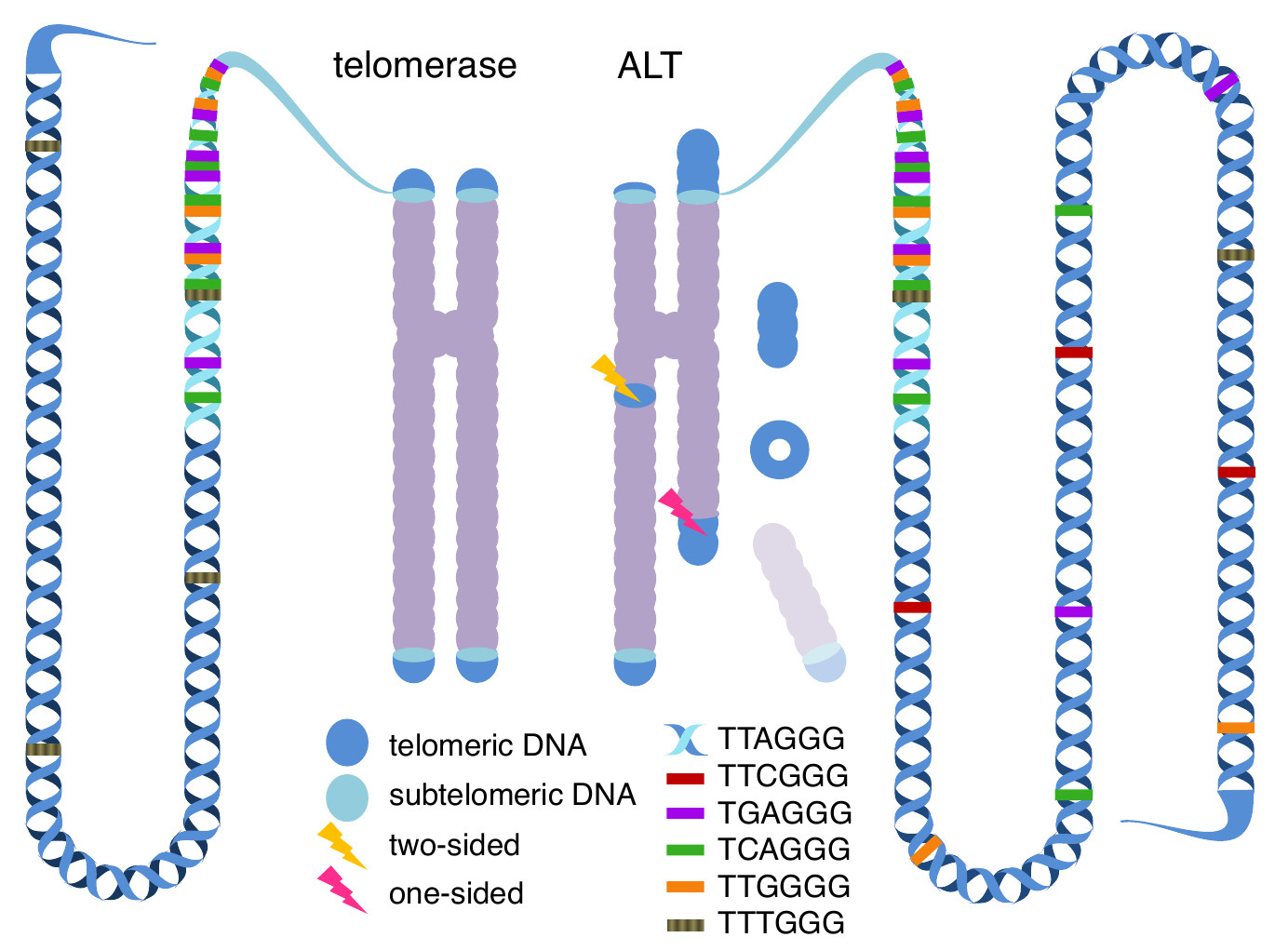 Genomic footprints of activated telomere maintenance mechanisms in cancer