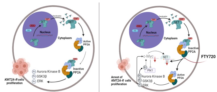 An embryonic protein and an old drug in the spotlight of aggressive KMT2A-rearranged leukaemia