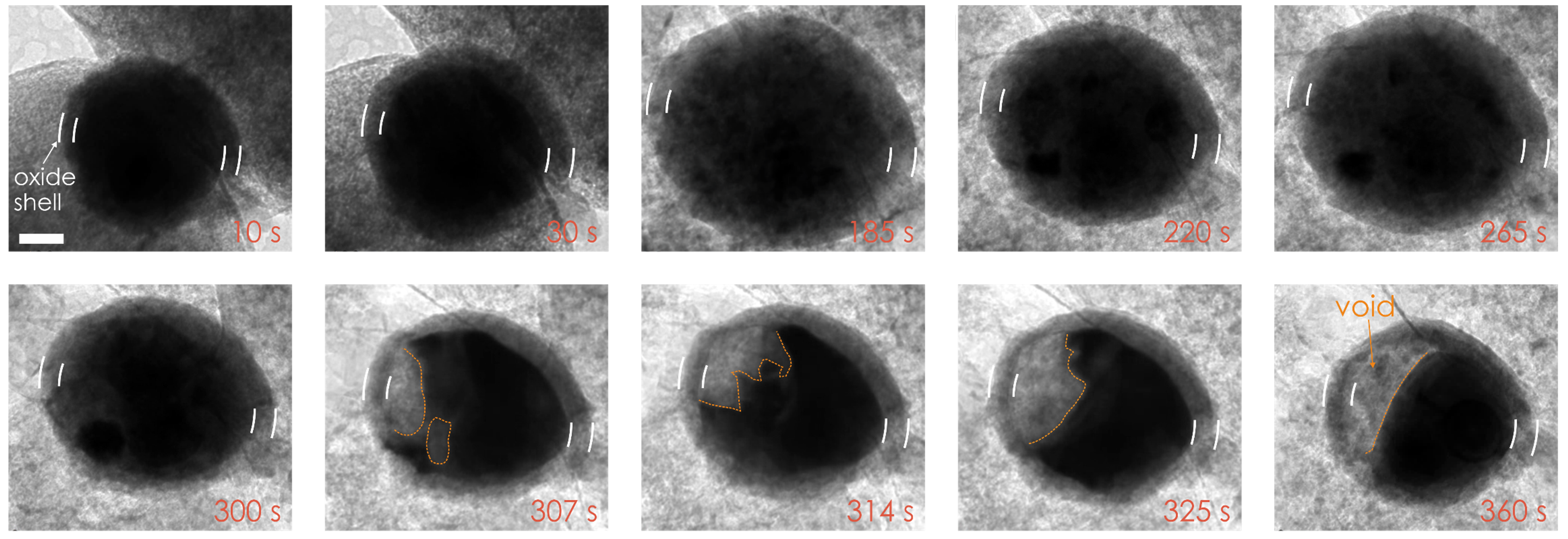 Strong Stress Composition Coupling in Lithium Binary Alloys