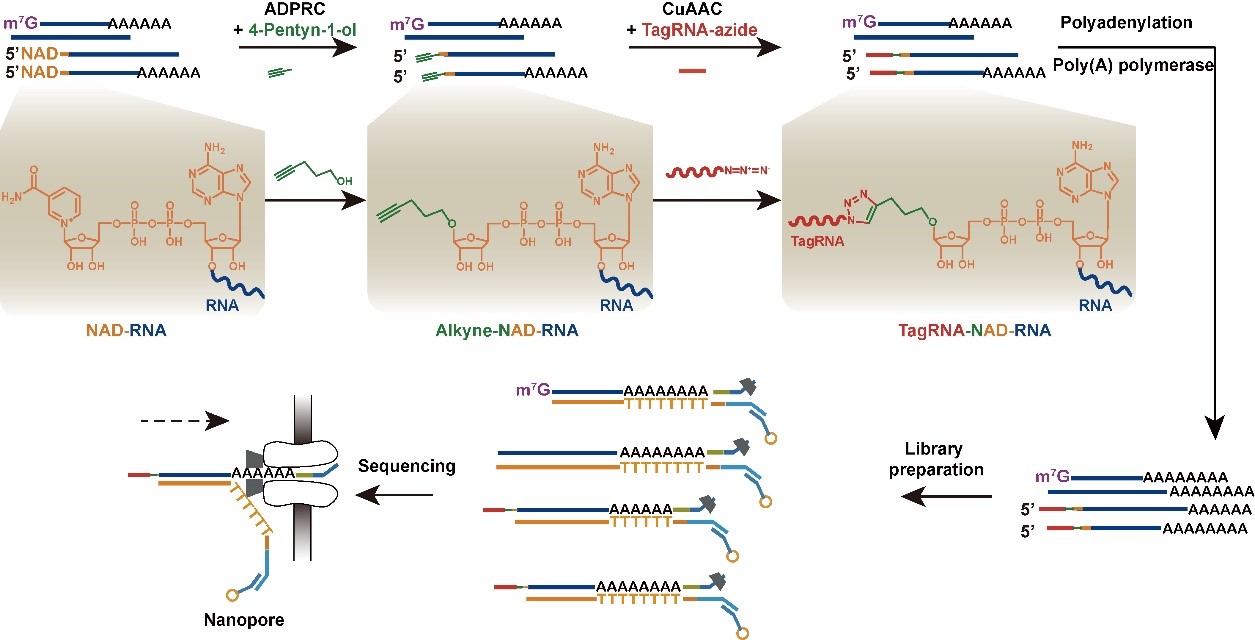 NAD tagSeq for transcriptome-wide identification and characterization of NAD+-capped RNAs