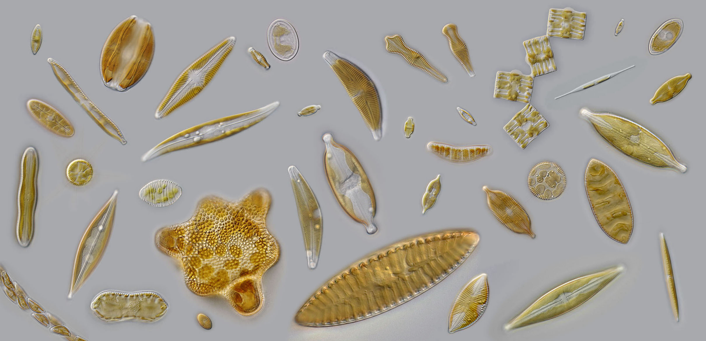 Some microalgae smartly switch energy systems to support growth under nutrient limitation