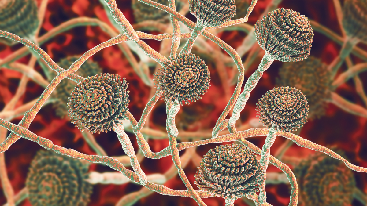 Call for papers: Fungal Diseases