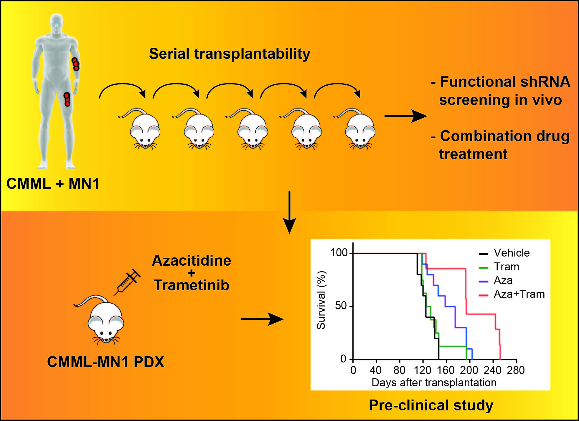 Effective drug treatment identified by in vivo screening in a transplantable patient-derived xenograft model of chronic myelomonocytic leukemia