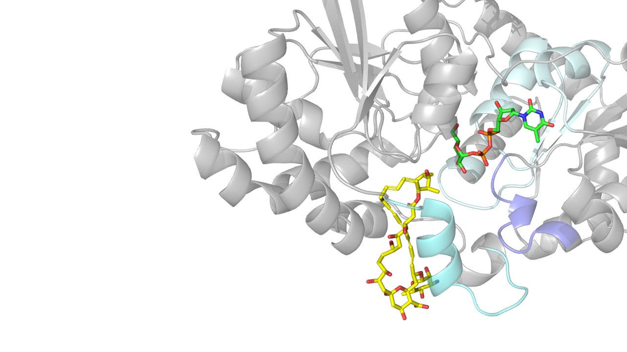 New enzyme driven platform delivers safer and more potent antifungal drugs