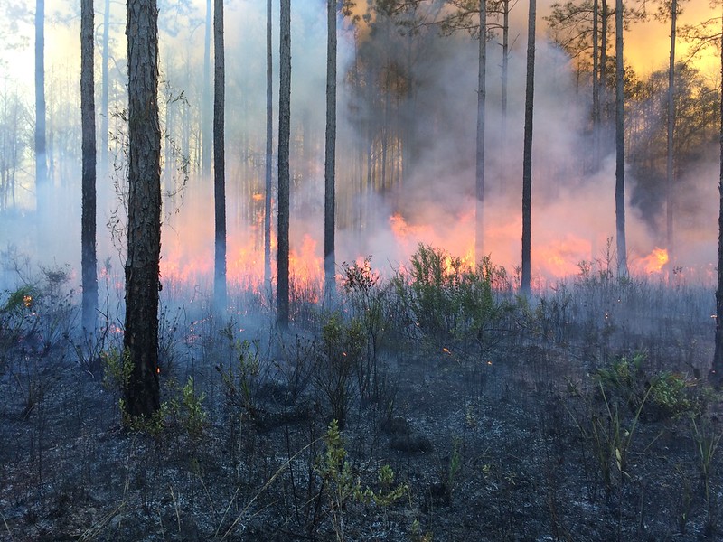 Ancient Indigenous fire use drove high-elevation forest fires.