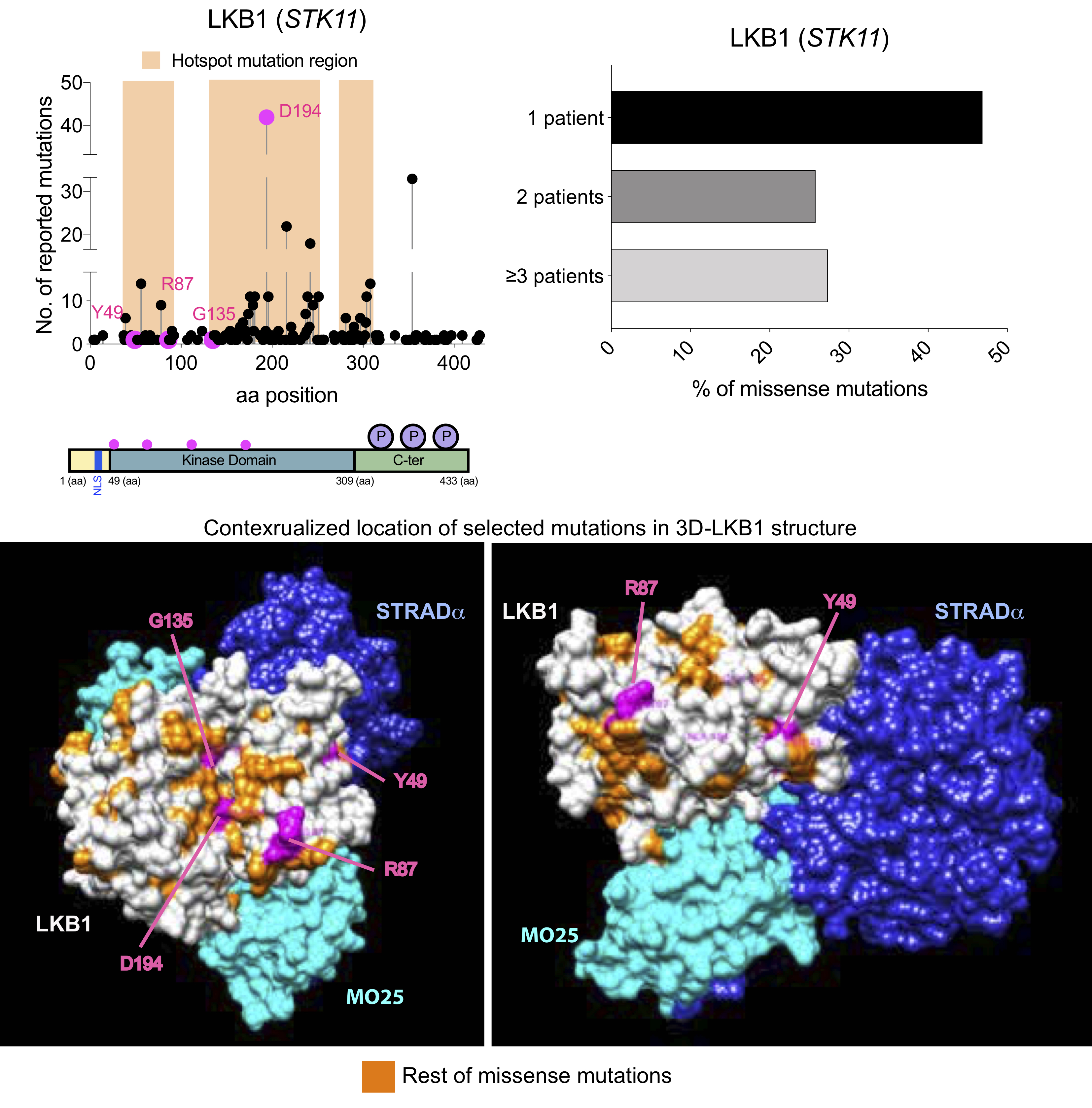 STK11 missense mutations go beyond the tumor suppression loss.