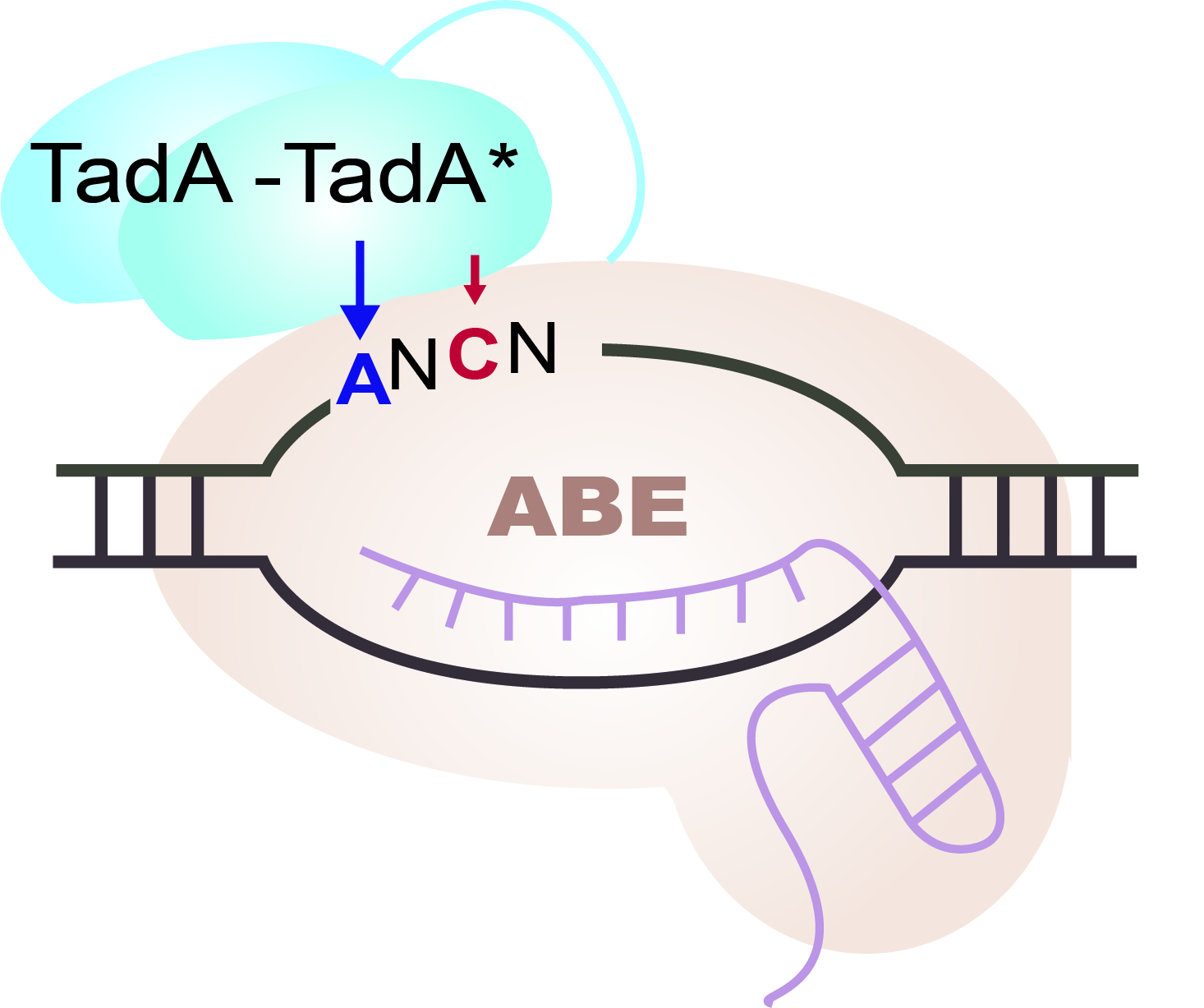 Adenine base editors catalyze cytosine conversions in human cells