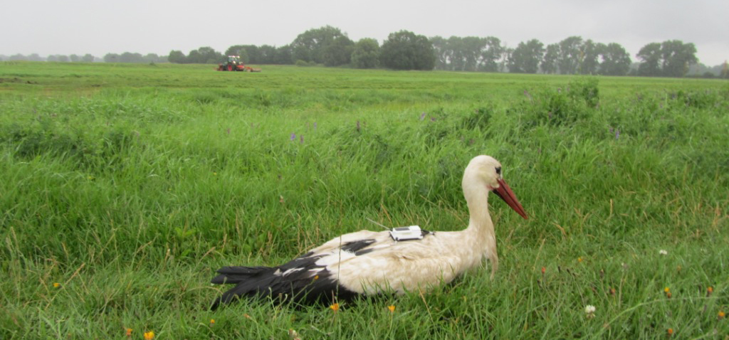 Up close and personal: Individual niches of white storks