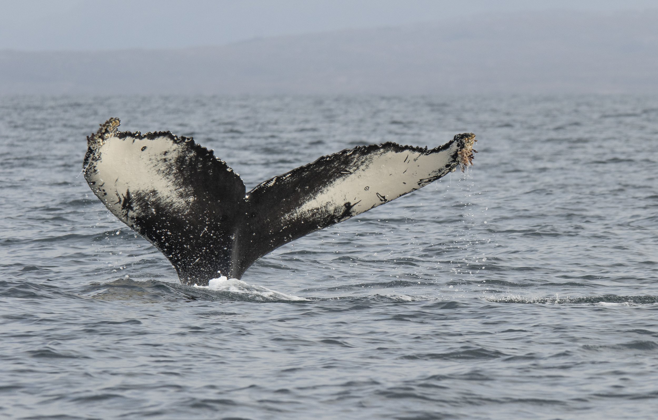 Job Vacancies - The Hebridean Whale & Dolphin Trust, Scotland