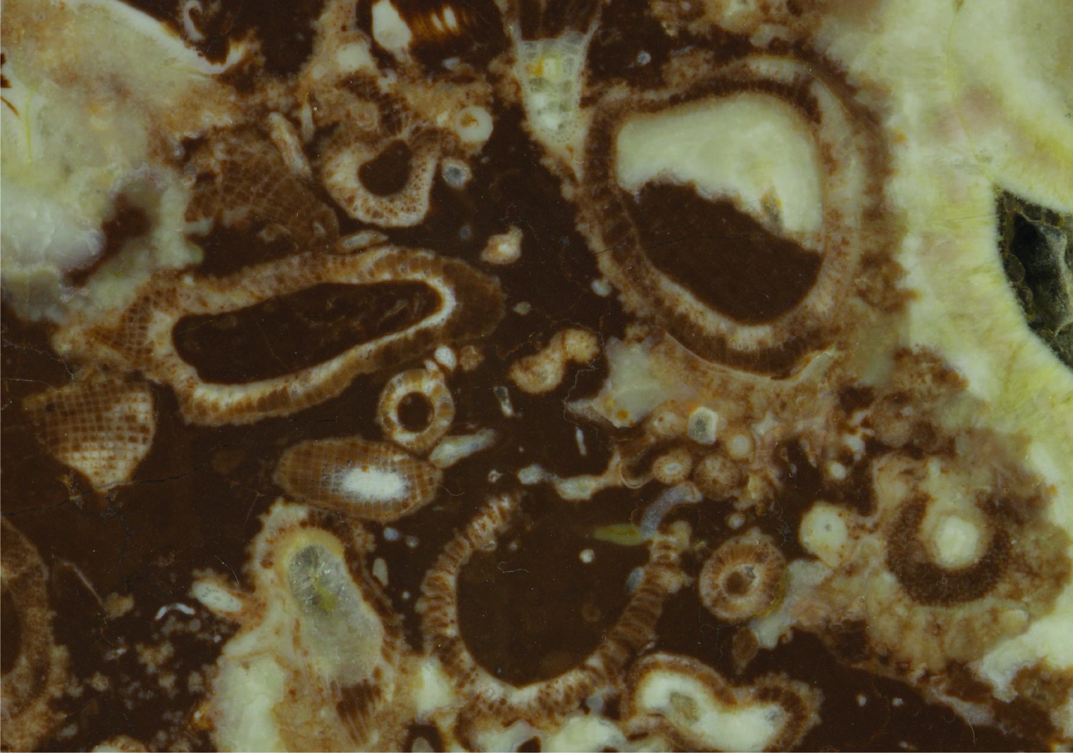 The response of reefs to changes in Cambrian environmental oxygen concentration