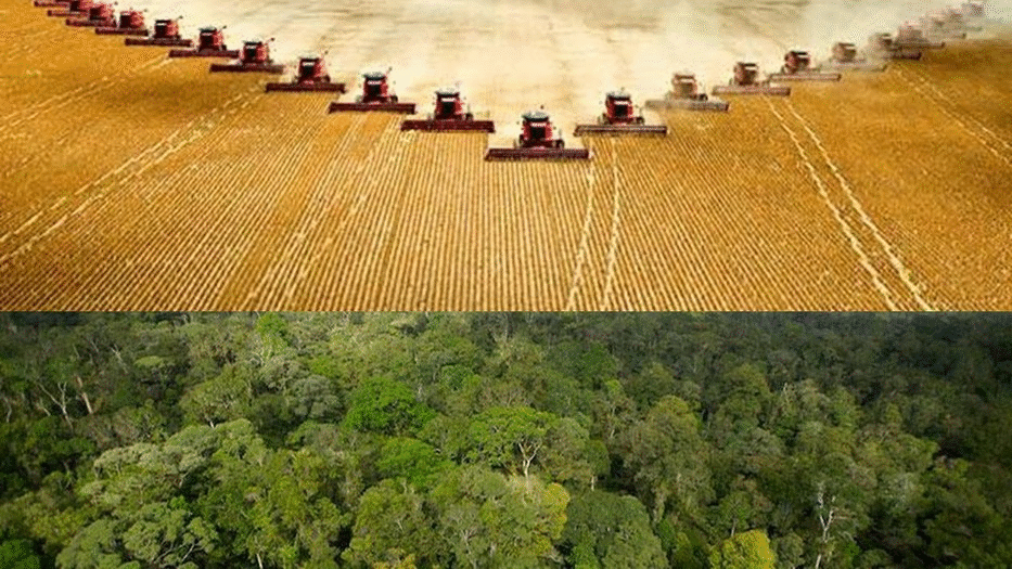 Does high-yield agriculture mean more environmental harm?