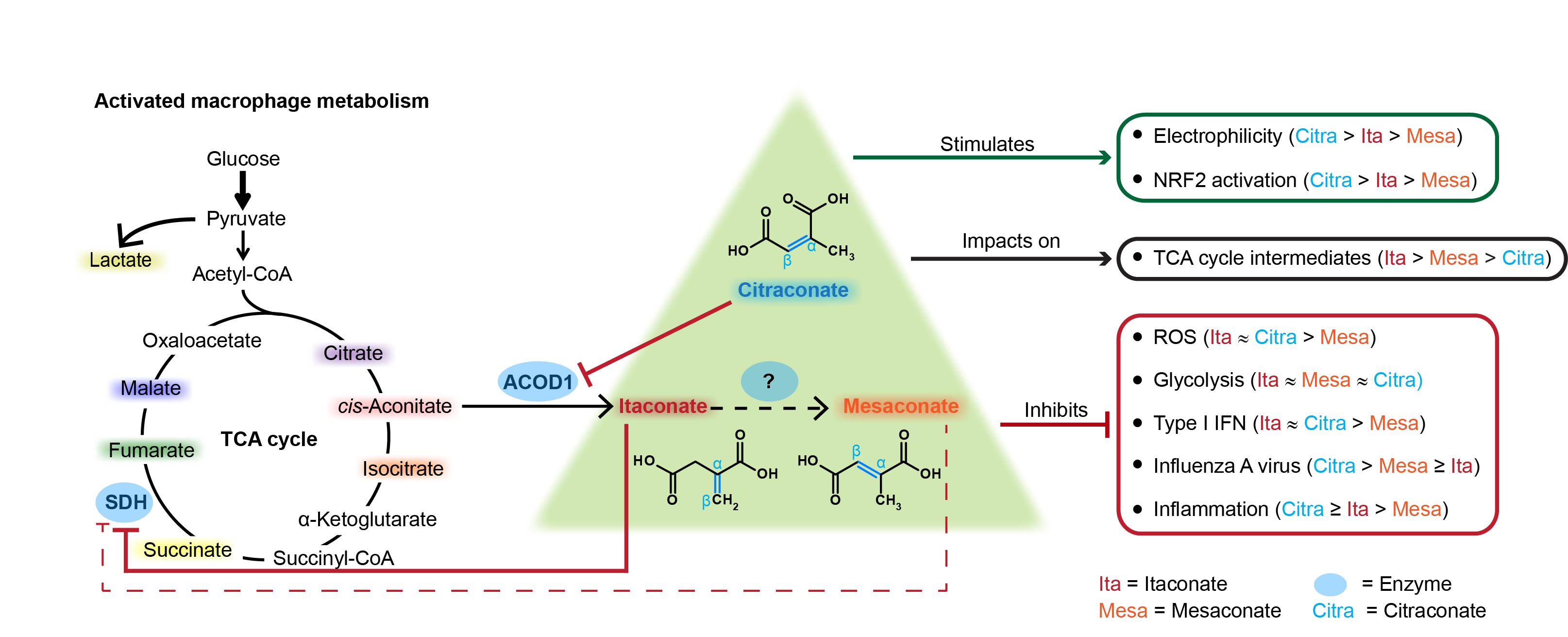 Citraconate inhibits ACOD1 (IRG1) catalysis, reduces interferon responses and oxidative stress, and modulates inflammation and cell metabolism