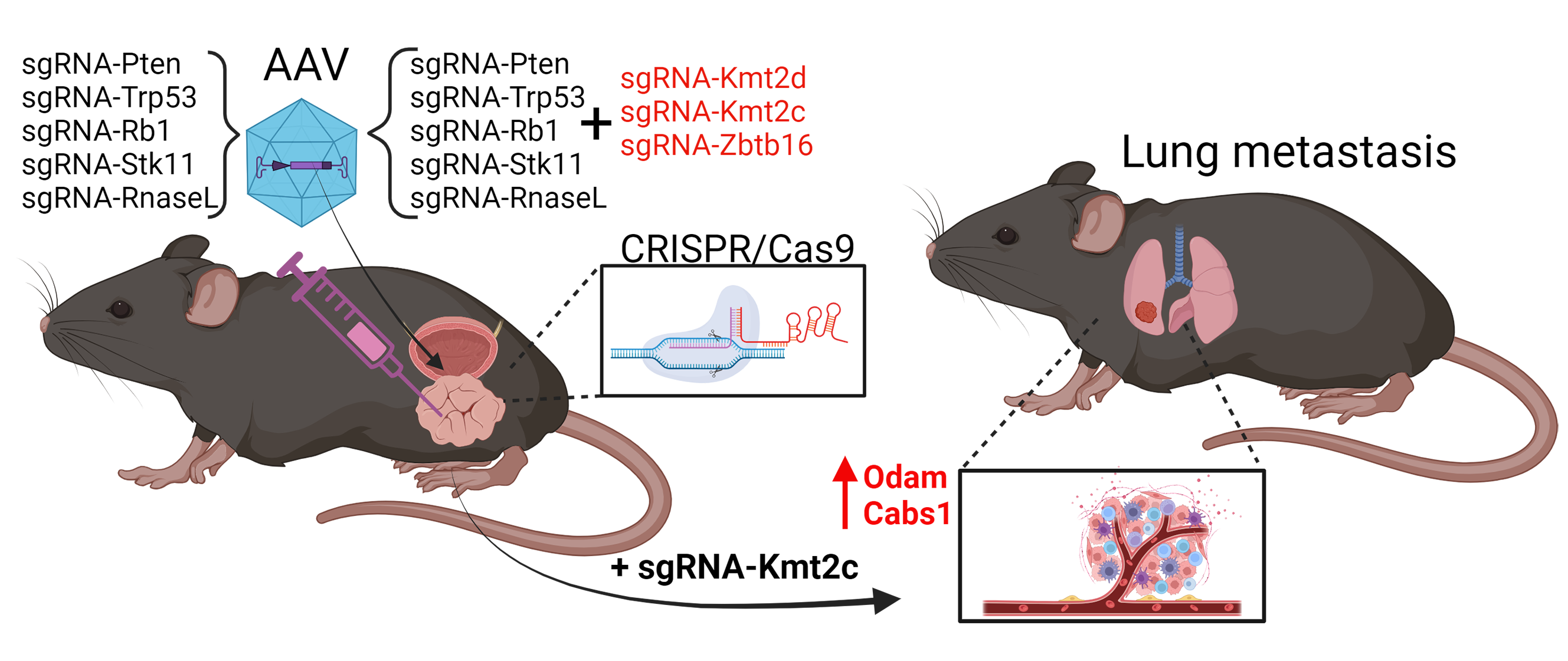 Unleashing the Potential of CRISPR for In Vivo Cancer Research