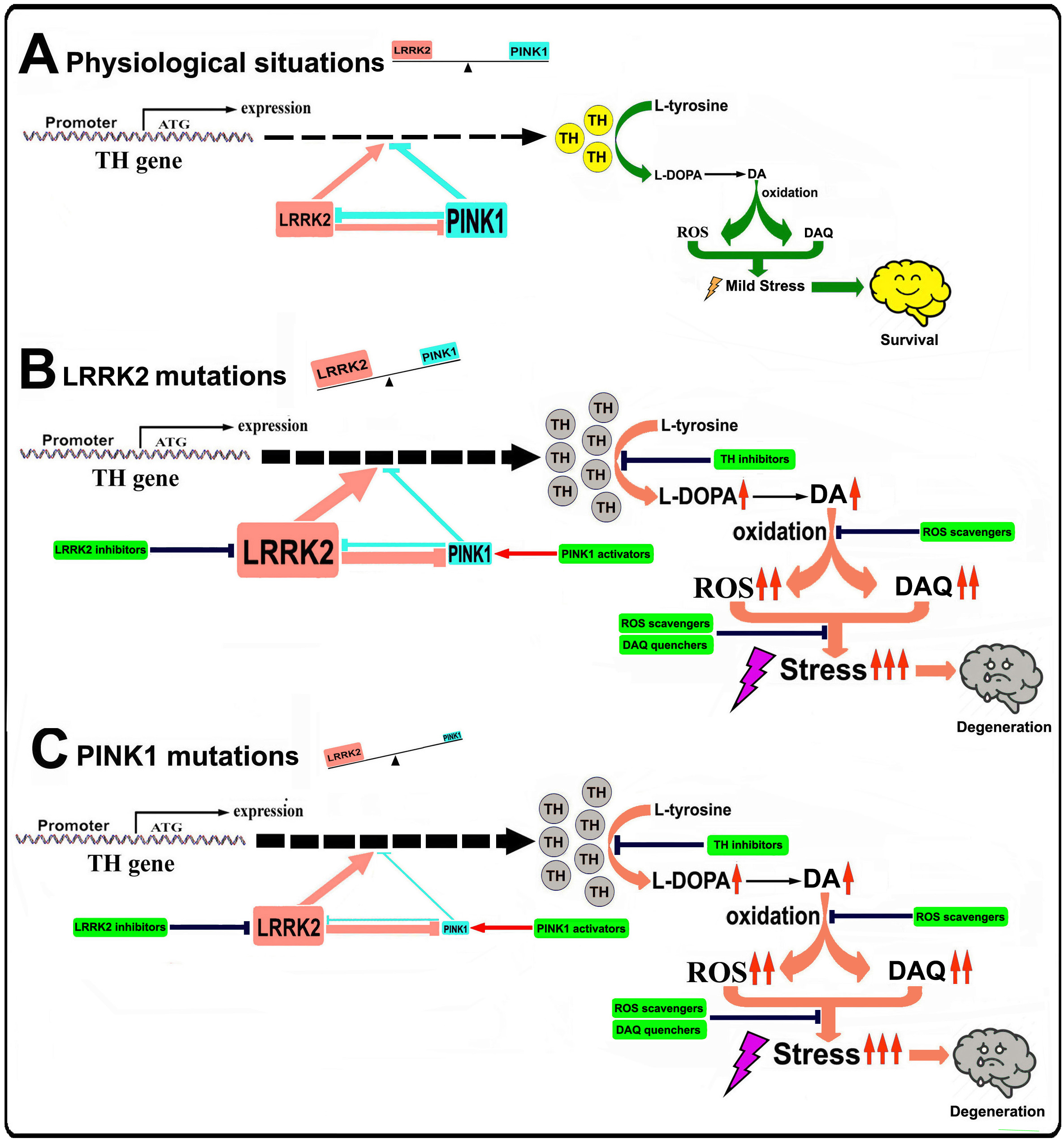 The role of tyrosine hydroxylase-dopamine pathway in Parkinson's disease pathogenesis