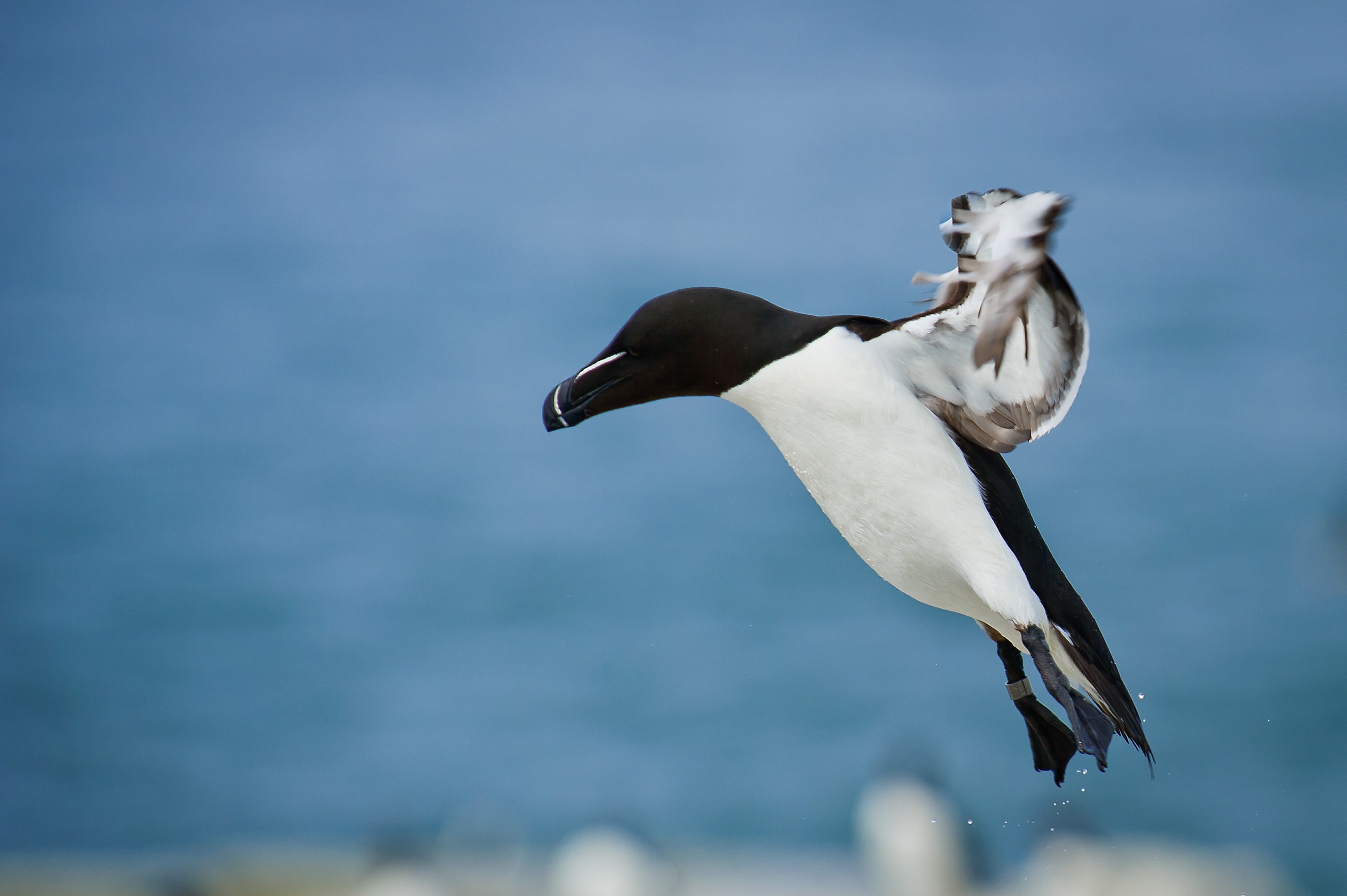 Job position: Marine Conservation Officer