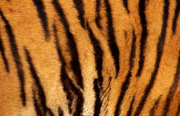 Wild Tigers and COVID-19