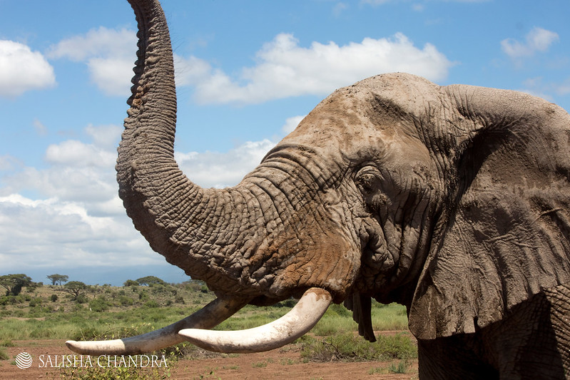 Impact Measurement in Conservation: Key Lessons