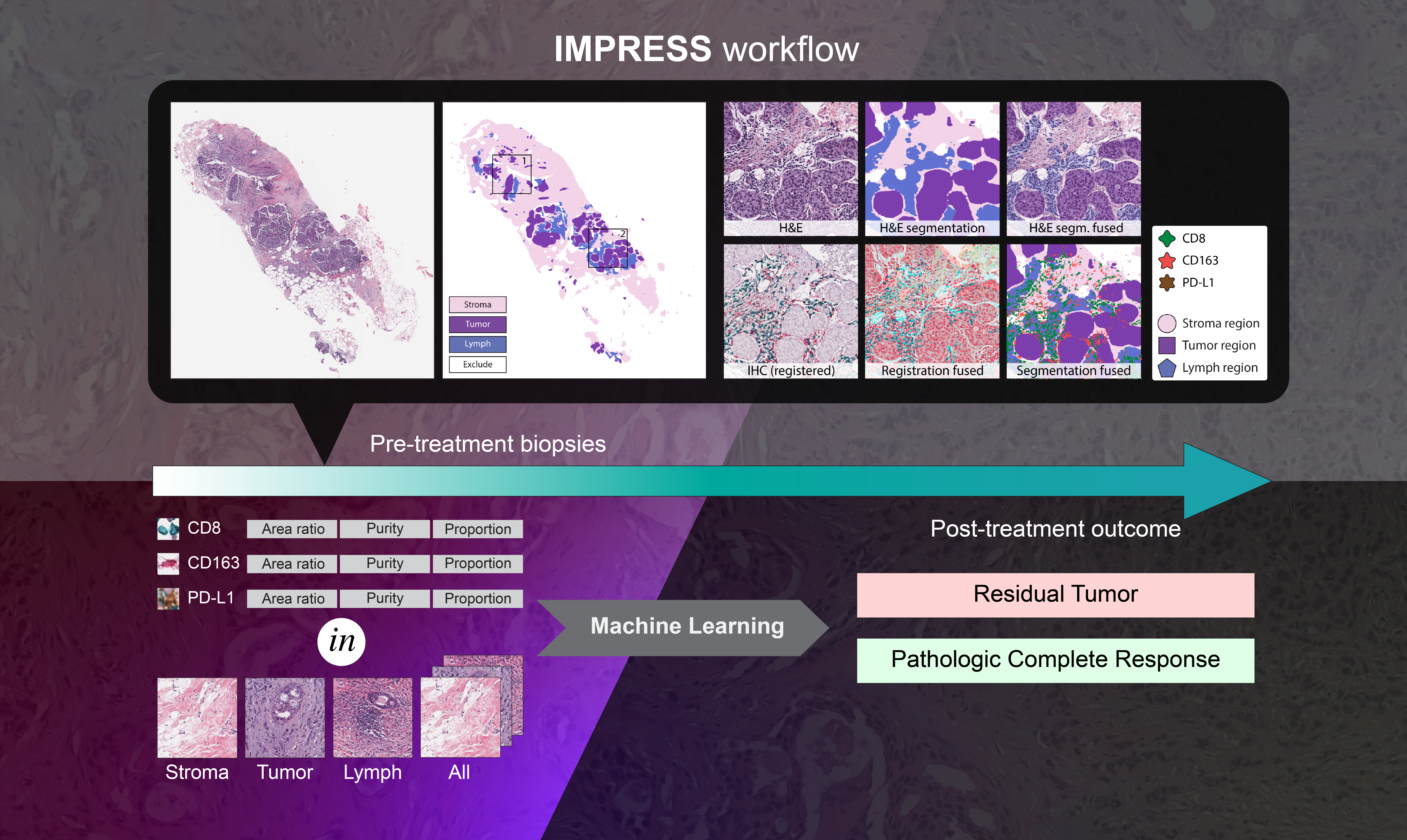 Artificial Intelligence Reveals Features Associated with Breast Cancer Neoadjuvant Chemotherapy Responses from Multi-stain Histopathologic Images