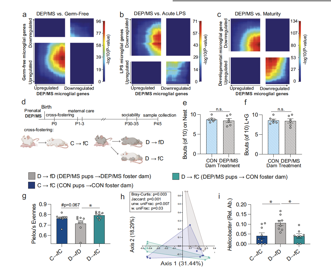 Environmental exposures and autism: roles for microbiota and microglia
