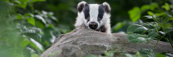 We're hiring a Communications Officer!