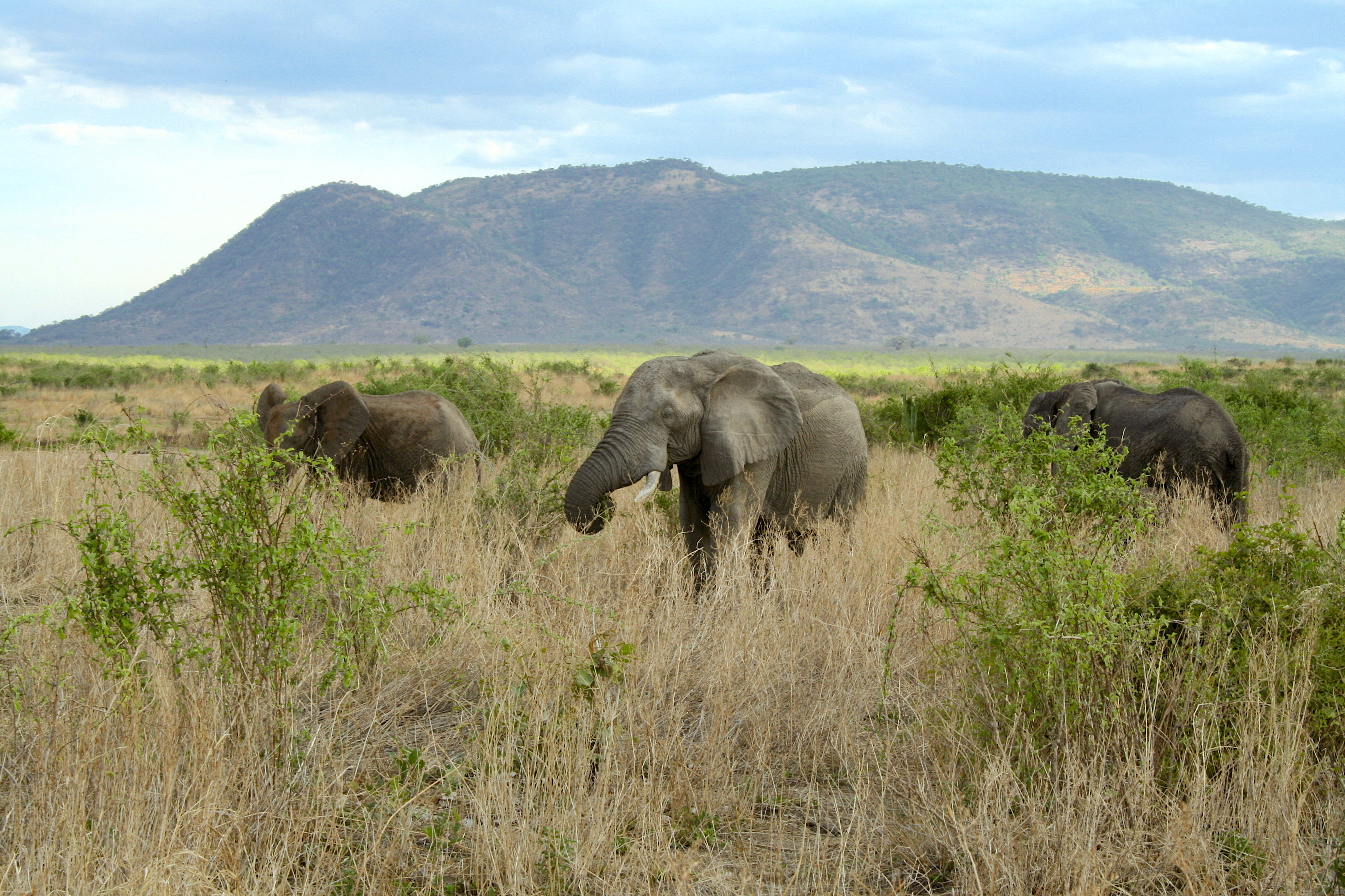 The role of ecosystem engineers in the assembly of ecological networks