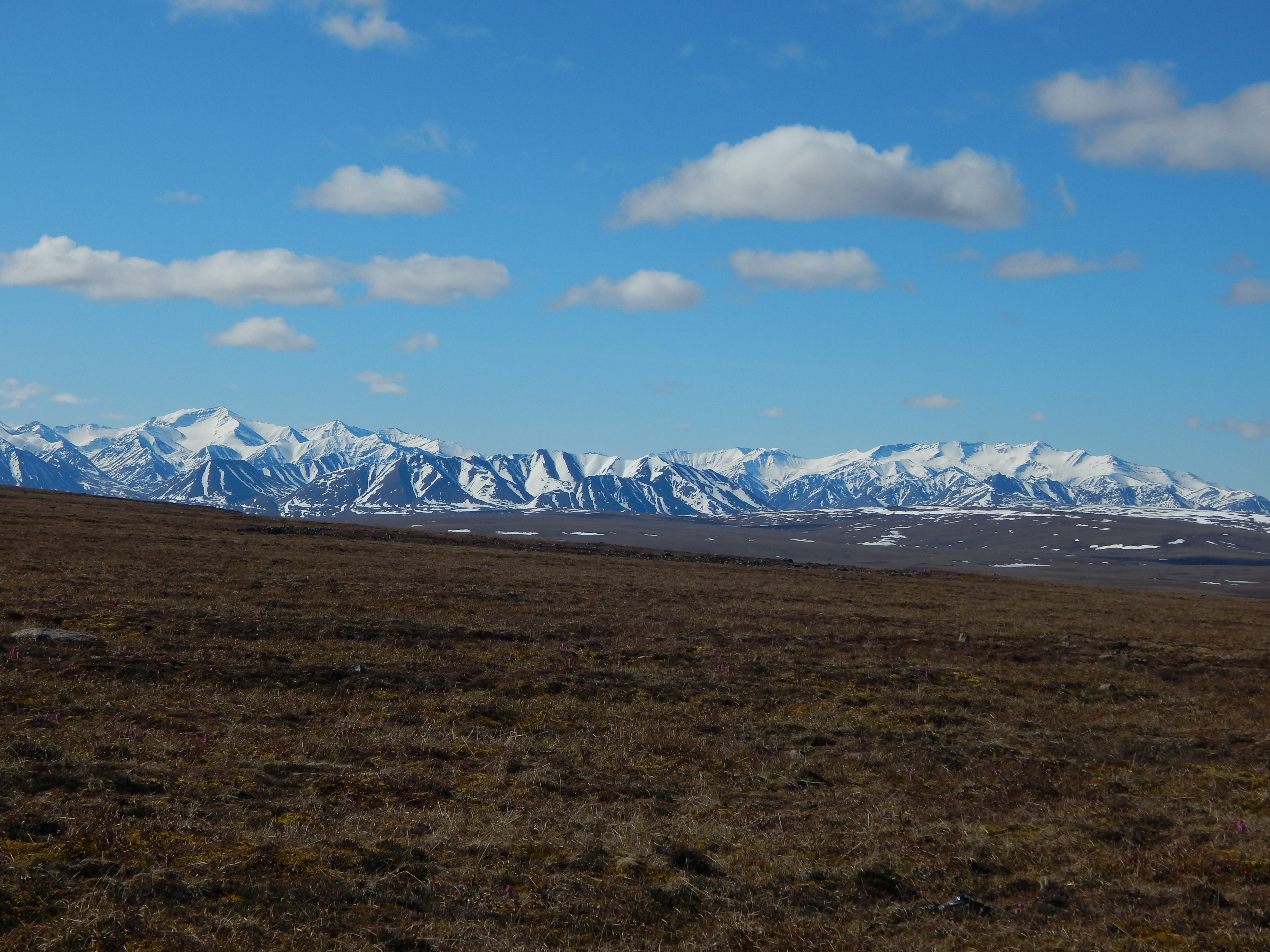 Missing functions in permafrost microbial communities affect C- and N-cycling