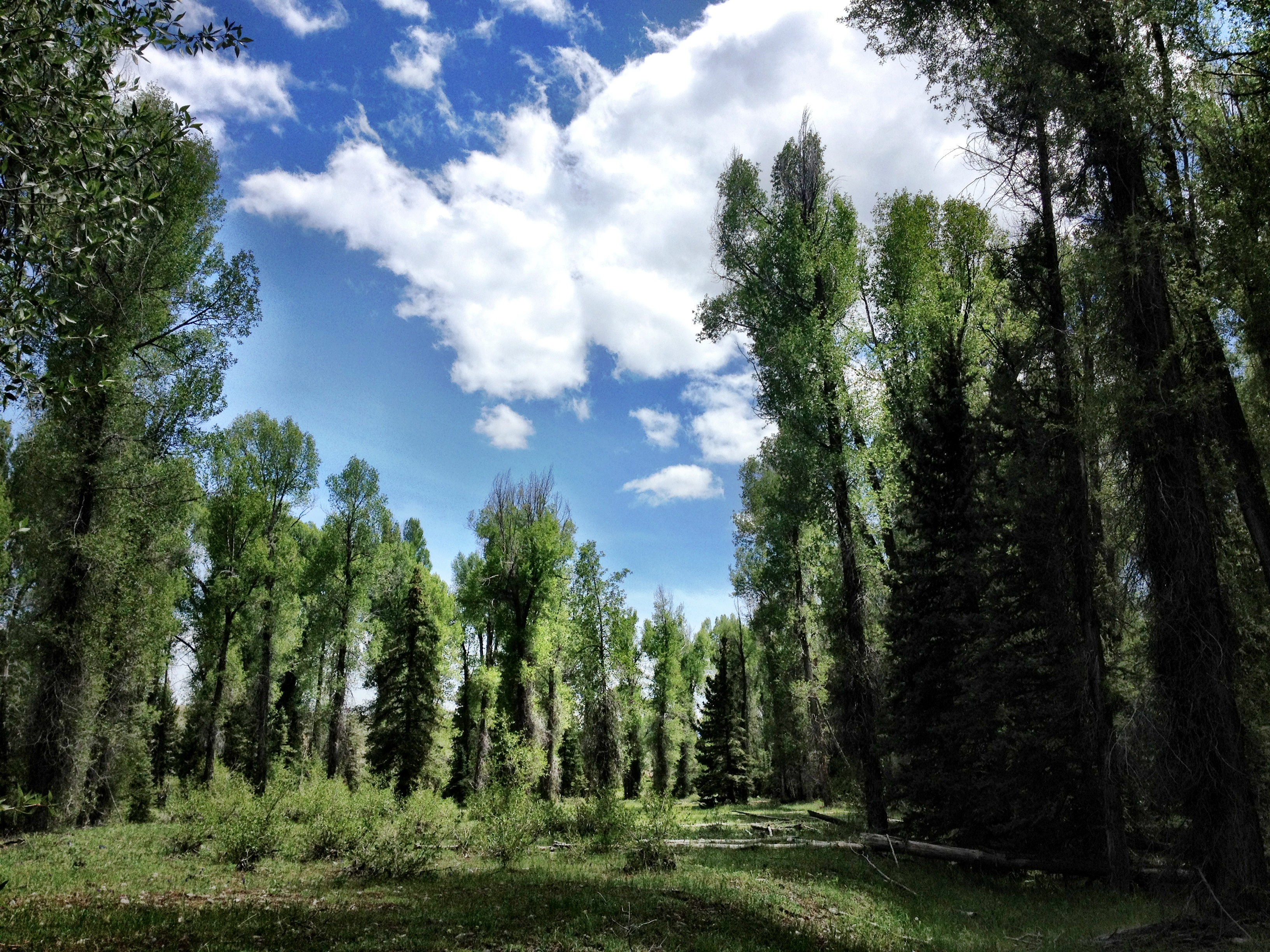 What is the reach of a tree?