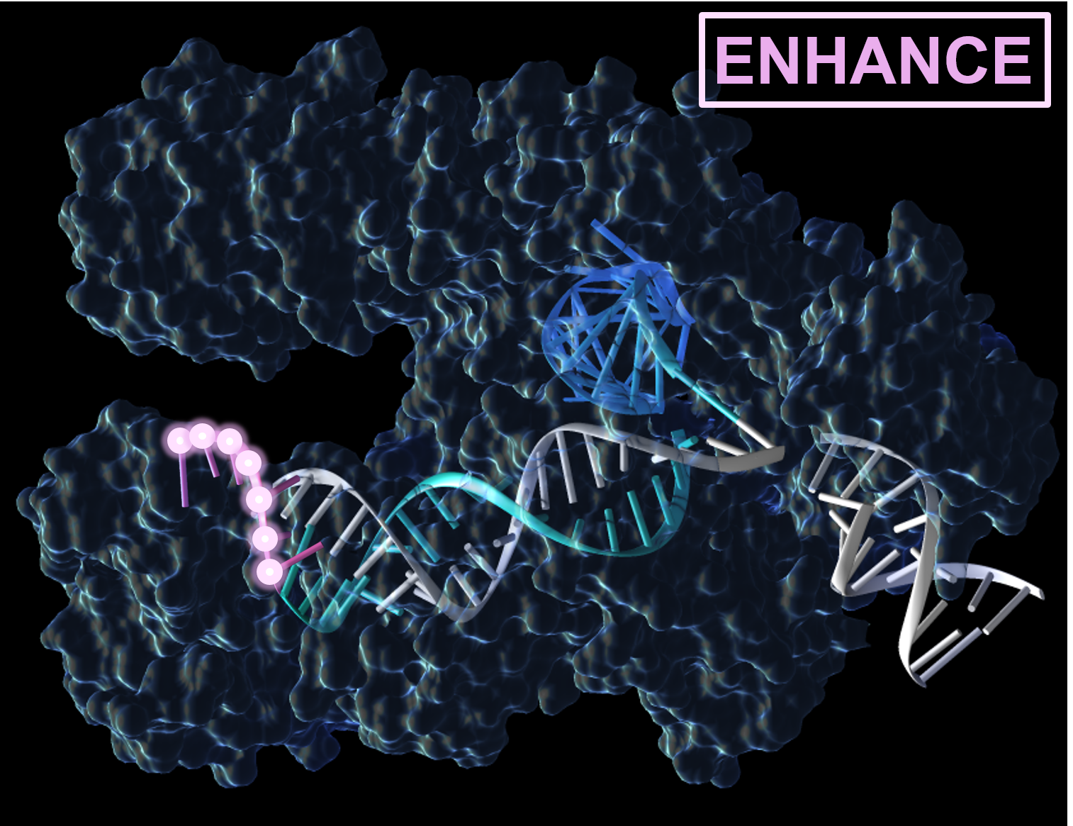 Next-Generation CRISPR Diagnostics with ENHANCEv2
