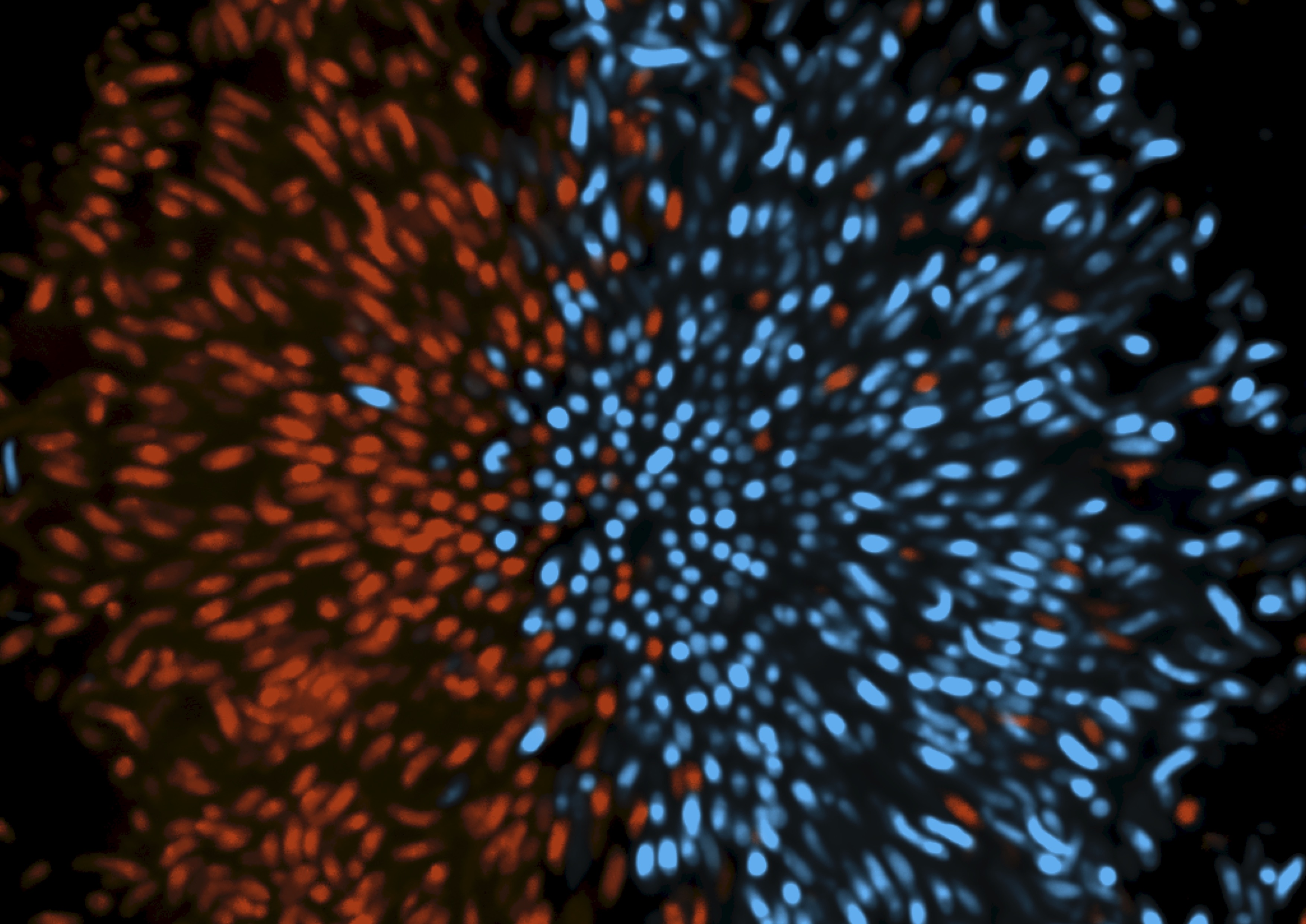 Antibiotics can promote biofilm invasion