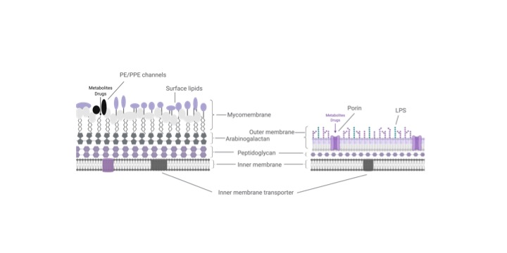 Journal Club | Pouring in metabolites without porins