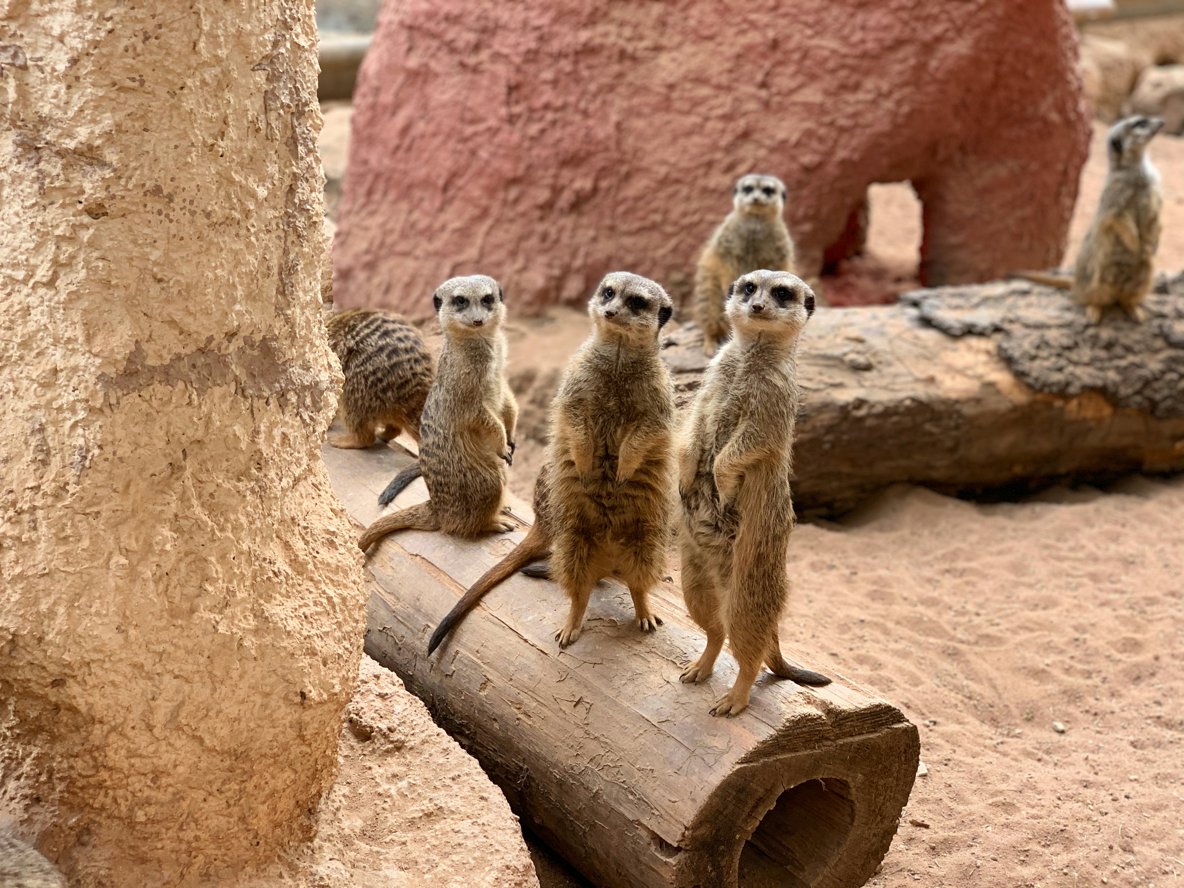 Monthly WildHub Social