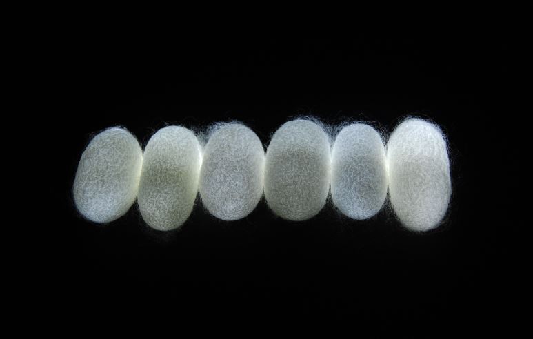 A bioengineering mission that led to a rendezvous with Anderson localization
