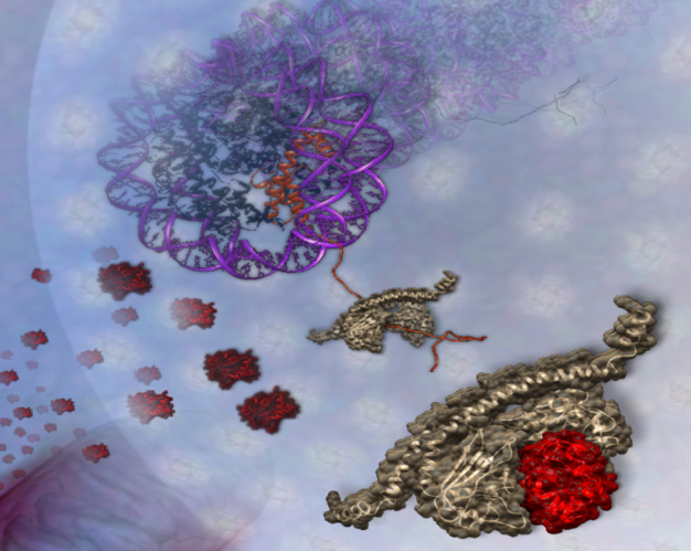 CrossMitoNus│22–25 March 2022│Seville, Spain