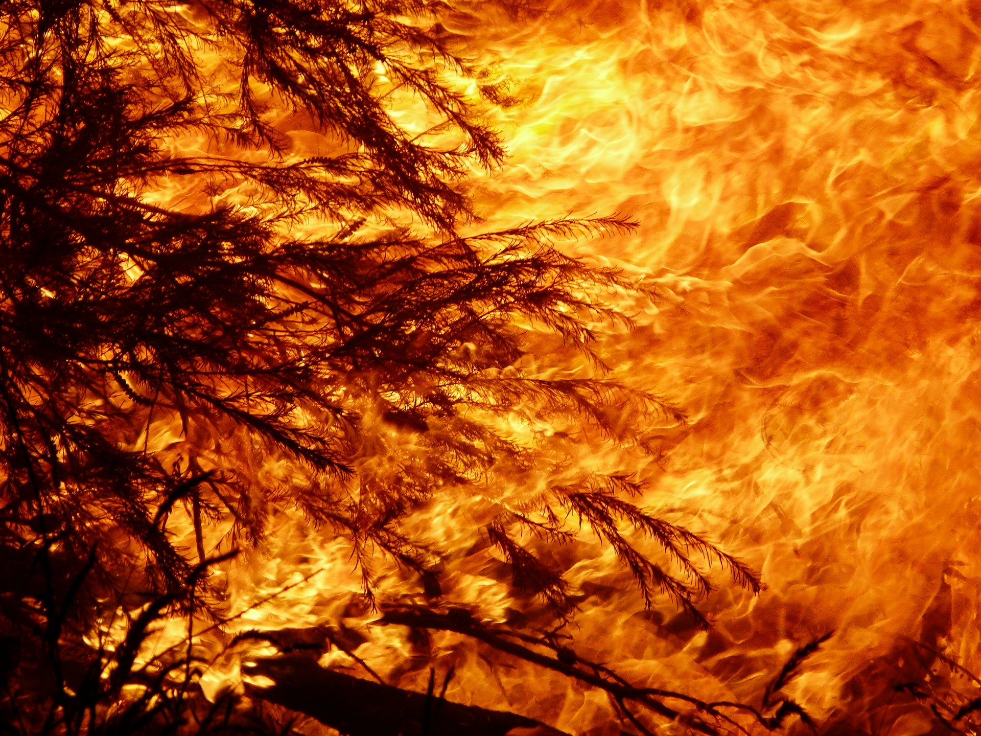 Australian Fires