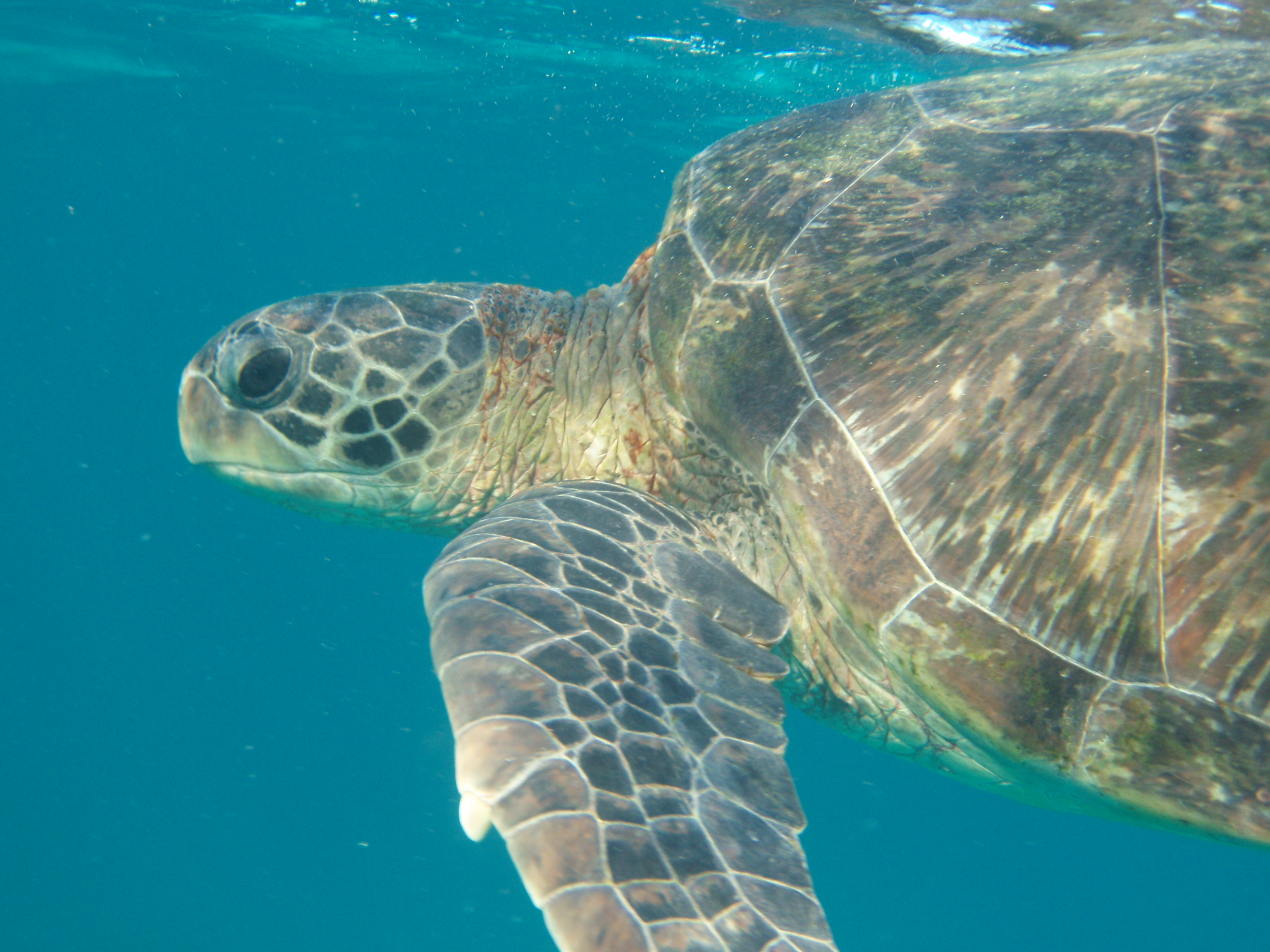 How much plastic does it take to kill a turtle?