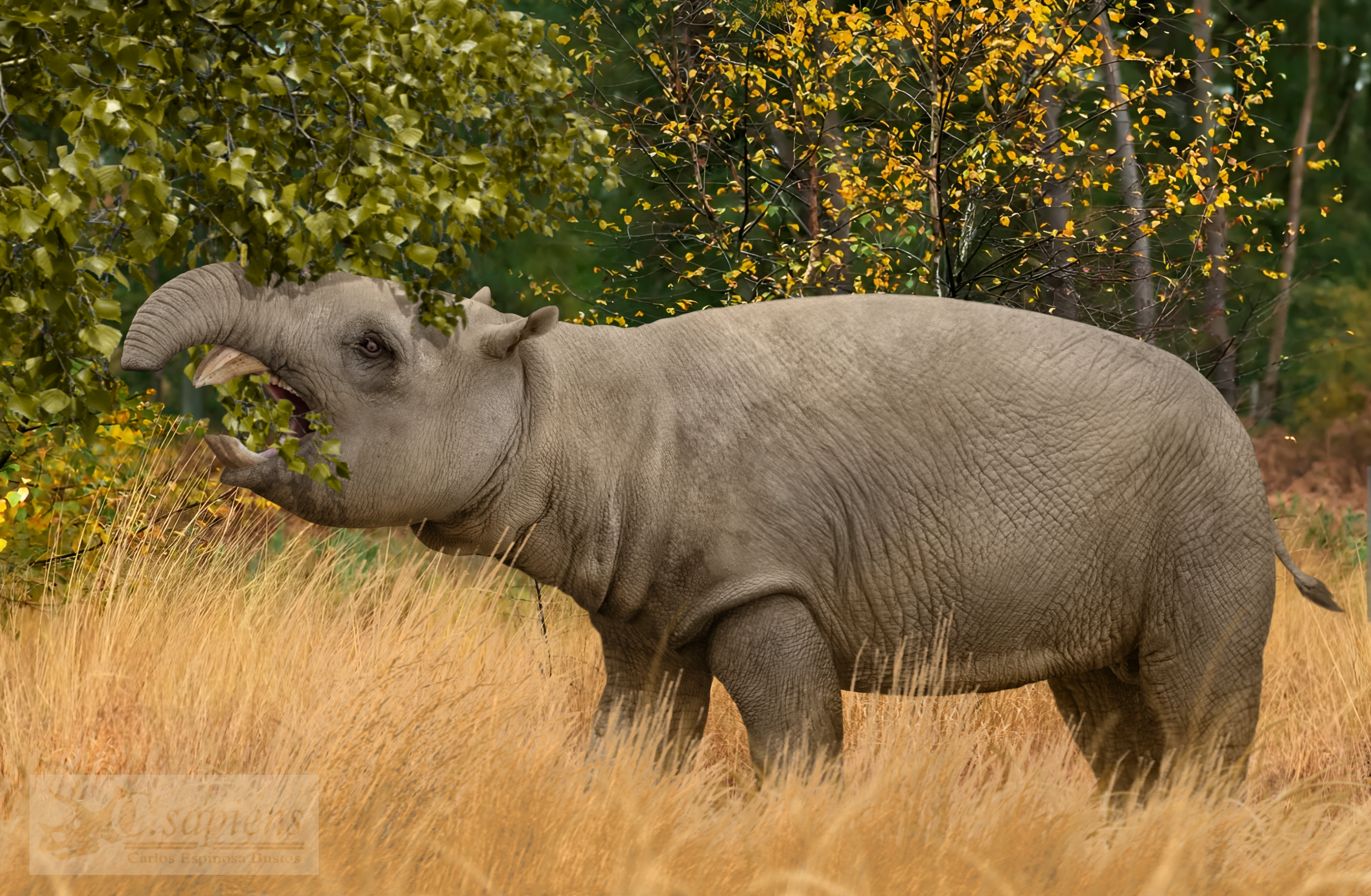 What's in an angle? Diet in pyrotheres and xenungulates