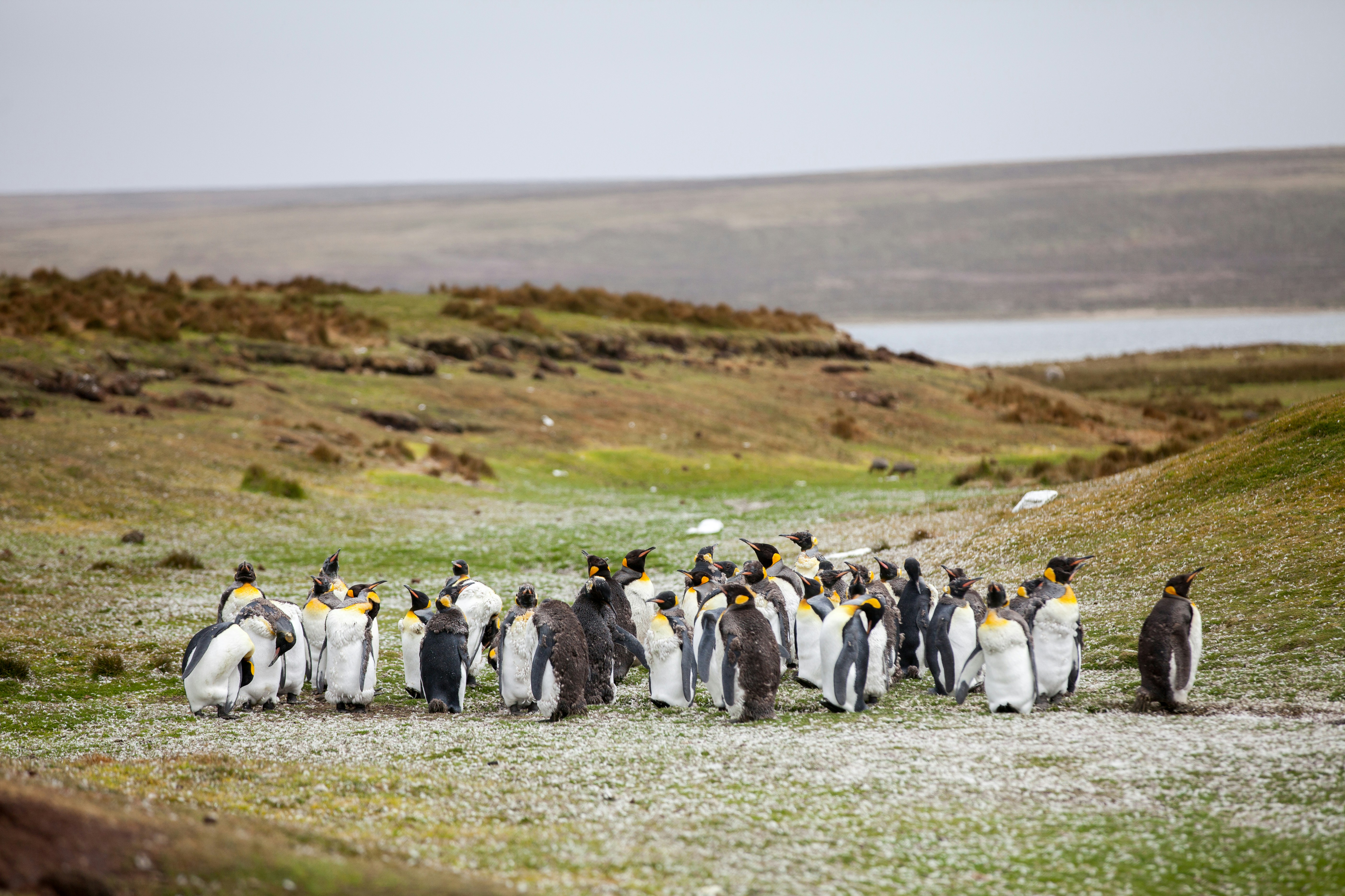 Patrol the South Atlantic: Become a Fisheries Protection Officer in the Falkland Islands