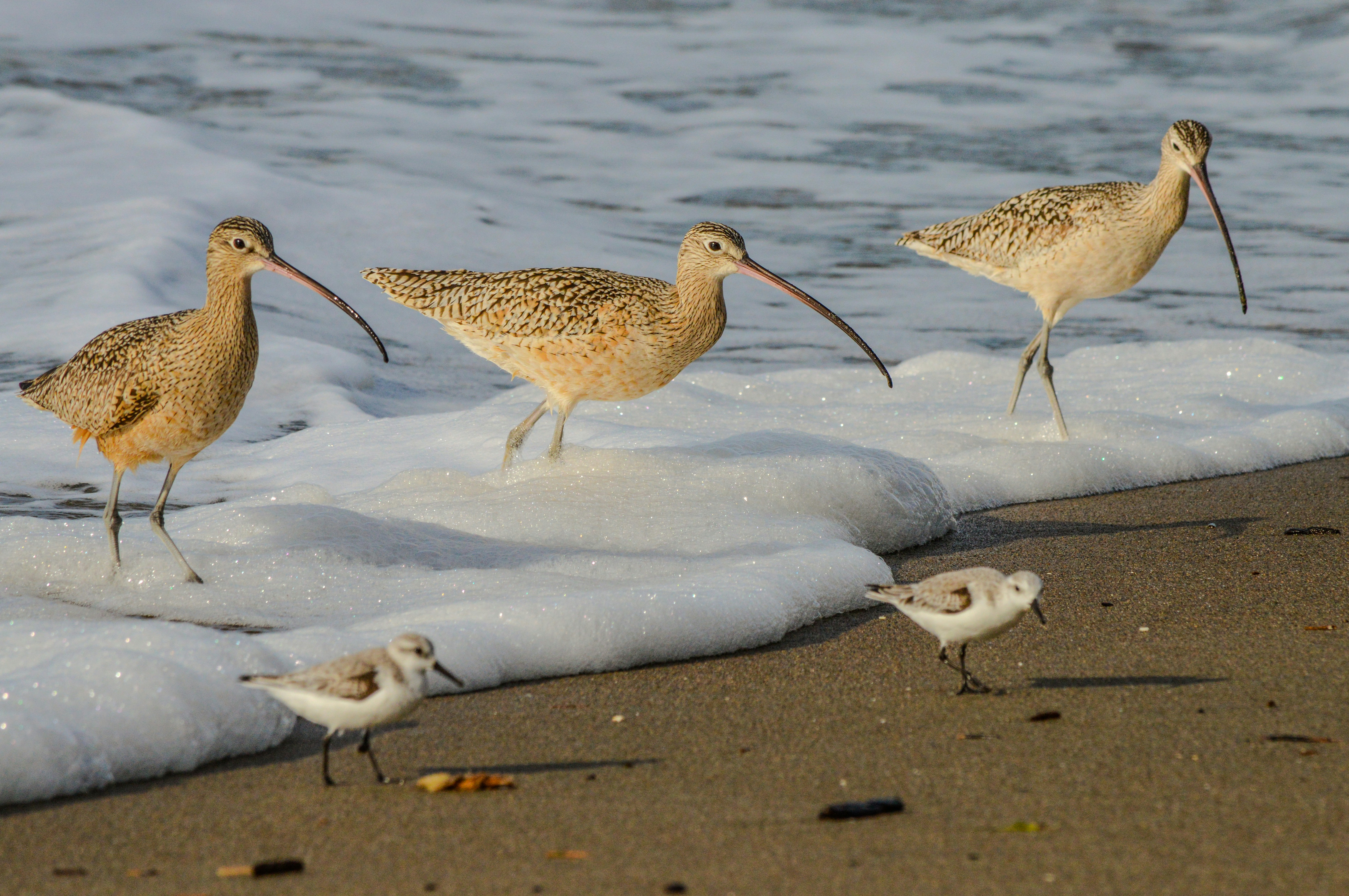 Job: Conservation Officer, RSPB (UK)