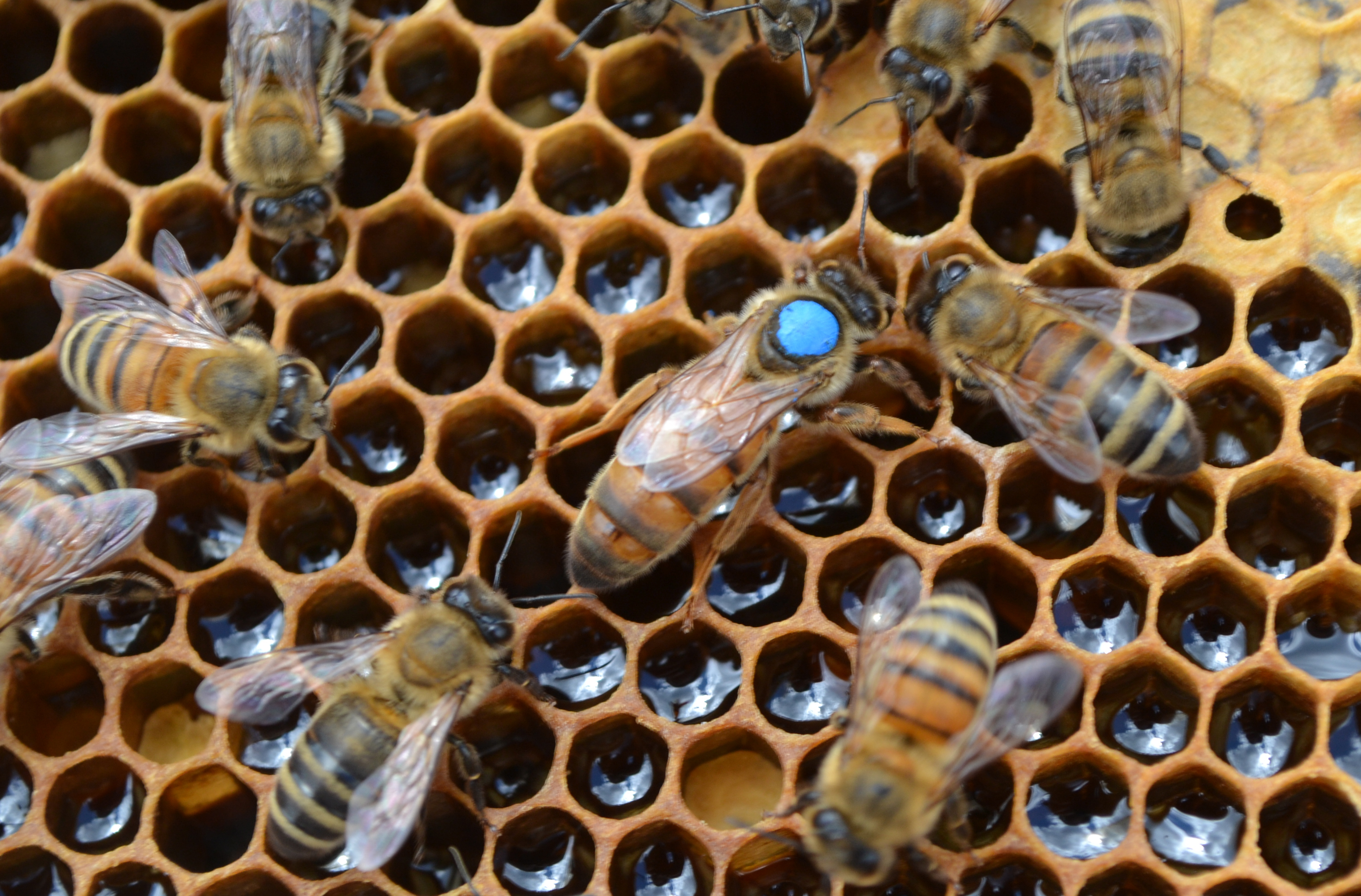 Antibiotics for honey bees - the bittersweet truth