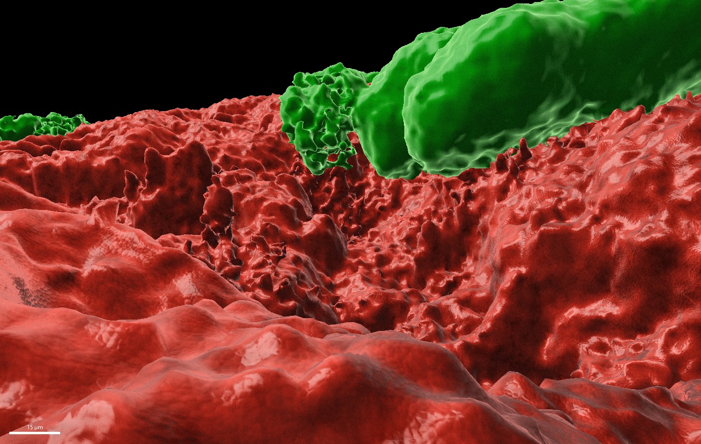 Predation of Biofilms by parasitic Amoeba via Digestive Exophagy