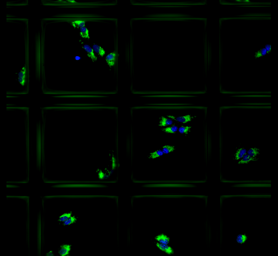 Using microrafts to screen for variants causing complex phenotypes