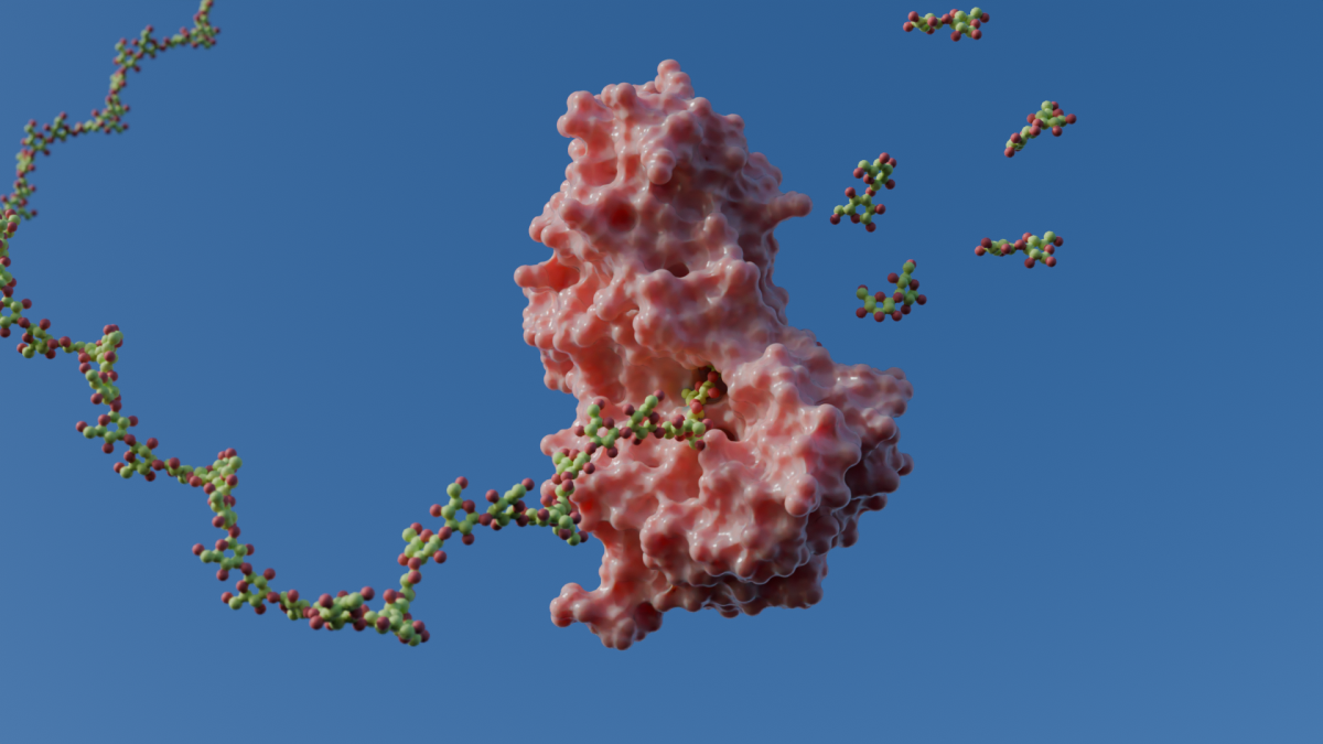 How a dynamic enzyme tunnel reshaped our view about β-(1,3)-glucan catalysis 