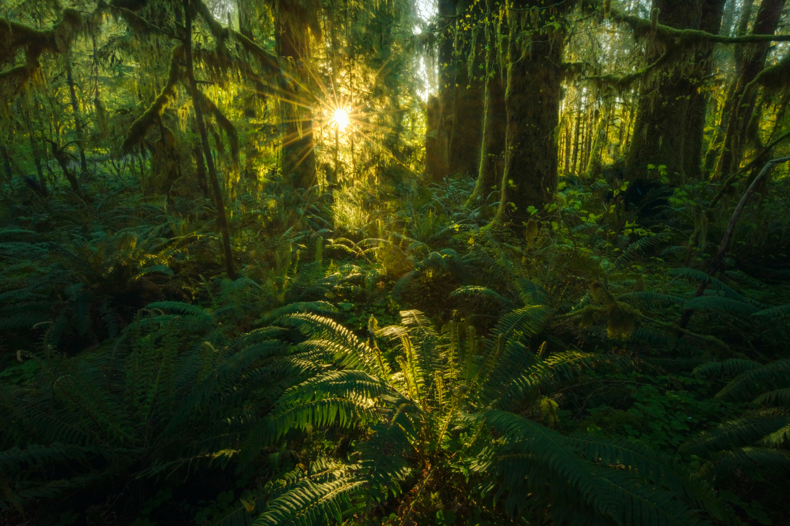 Call for papers: Light Signaling in Plants