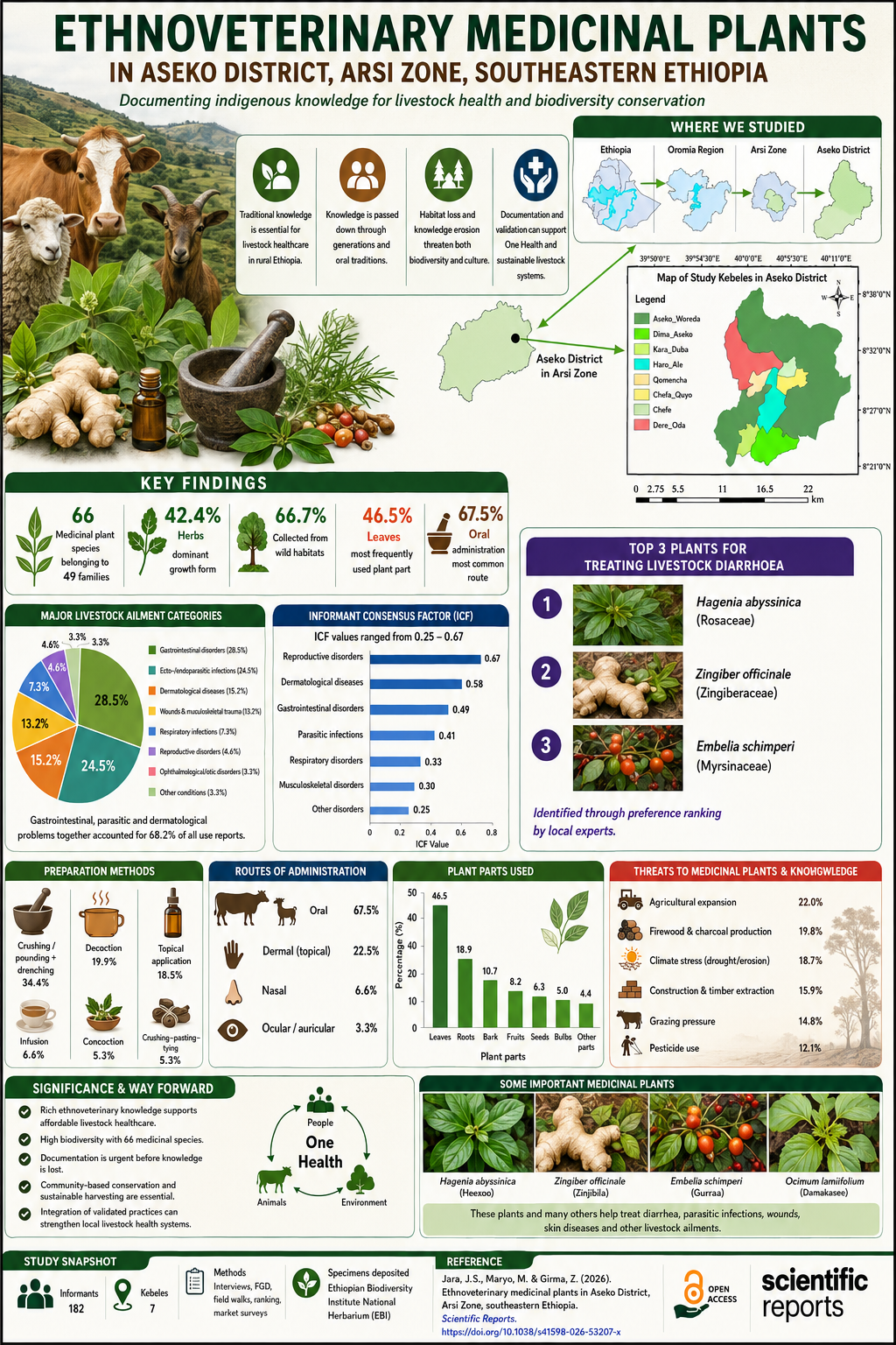 Traditional Plant Remedies Keeping Livestock Healthy in Rural Ethiopia