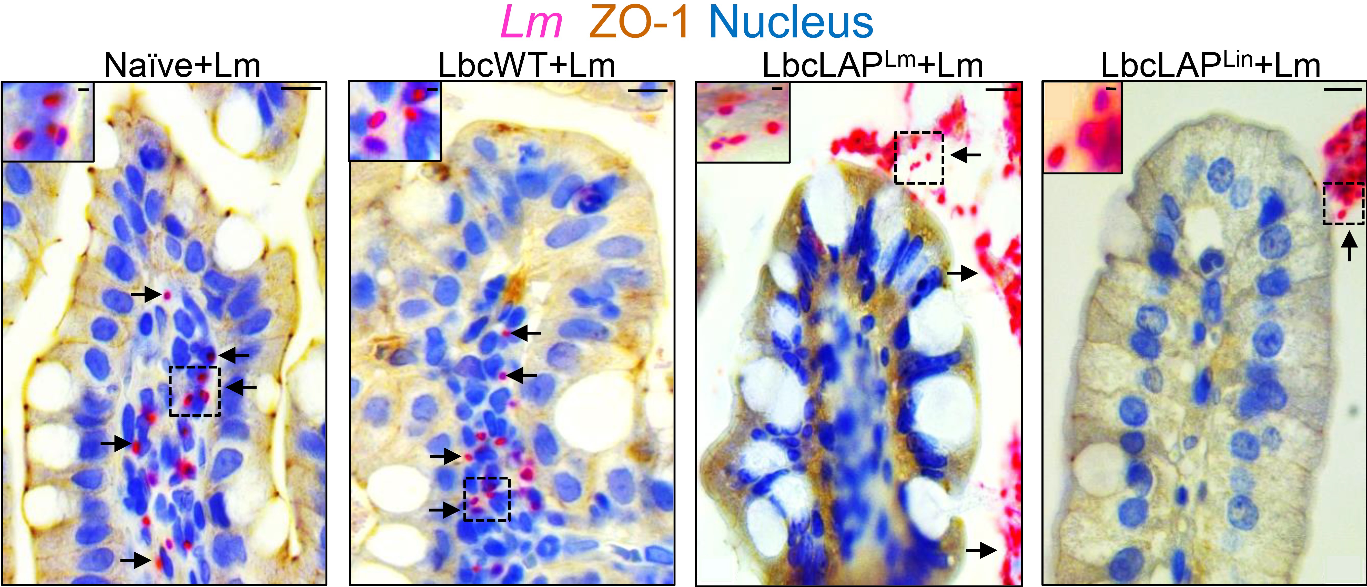 Epithelial Cell Contact is Critical for Probiotic Action 