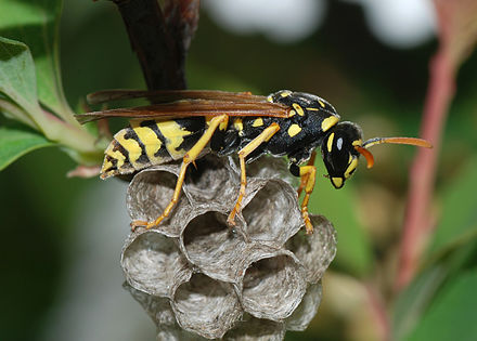 From the BugBitten Archives: A remarkable wasp parasite