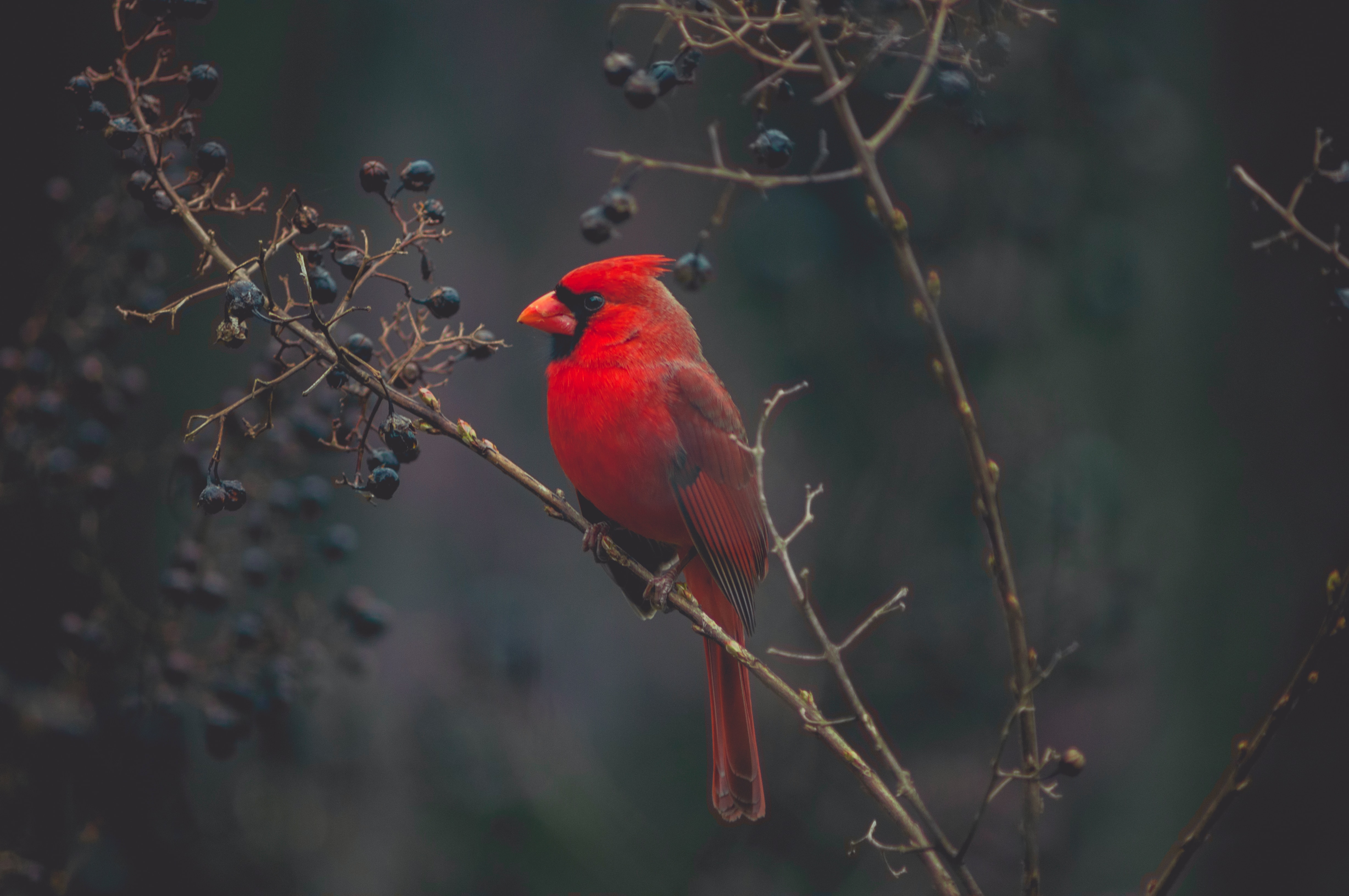 Behavior change for wildlife conservation - new published article