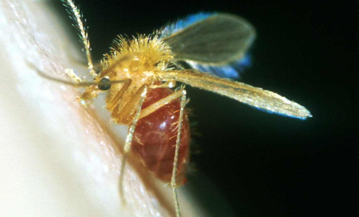 Can we develop novel chemical probes to identify new drug targets, then use them to screen a library of drug leads in the aim of developing new treatments against the parasitic infection leishmaniasis?